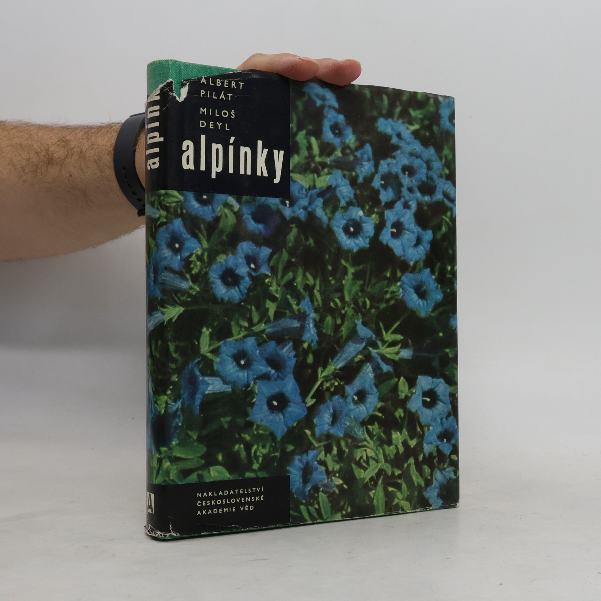 Alpínky