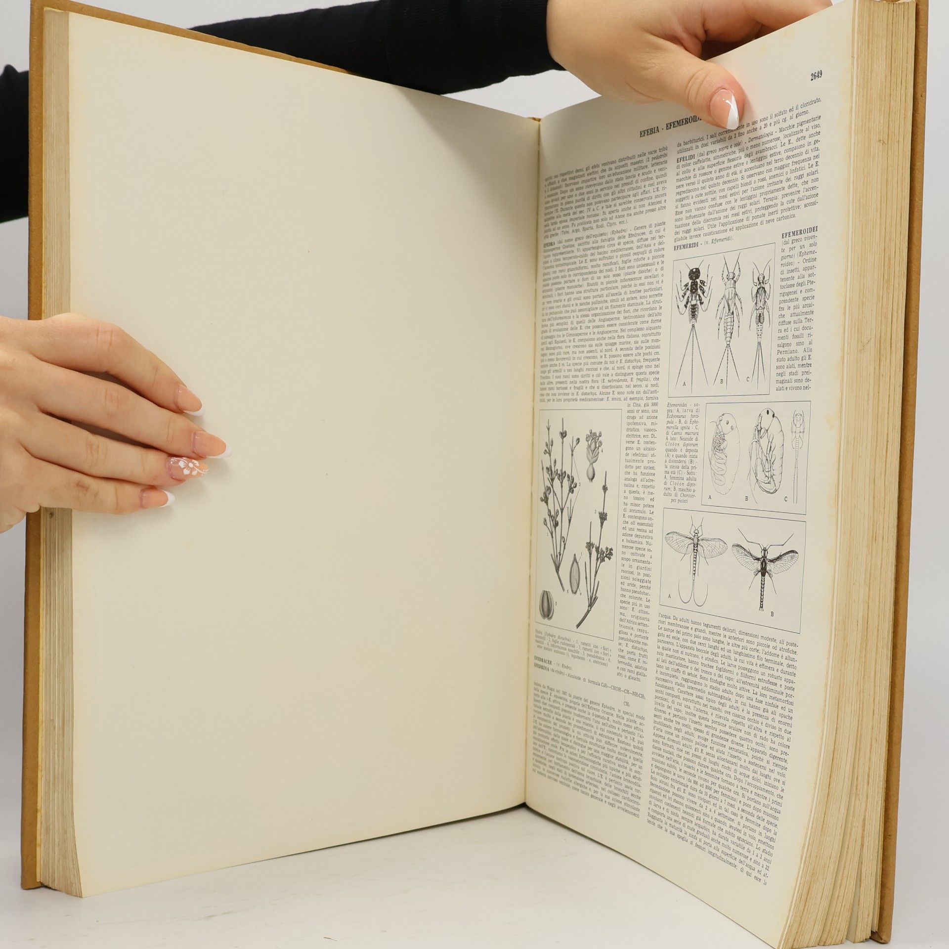 Autores varios Enciclopedia Motta V.