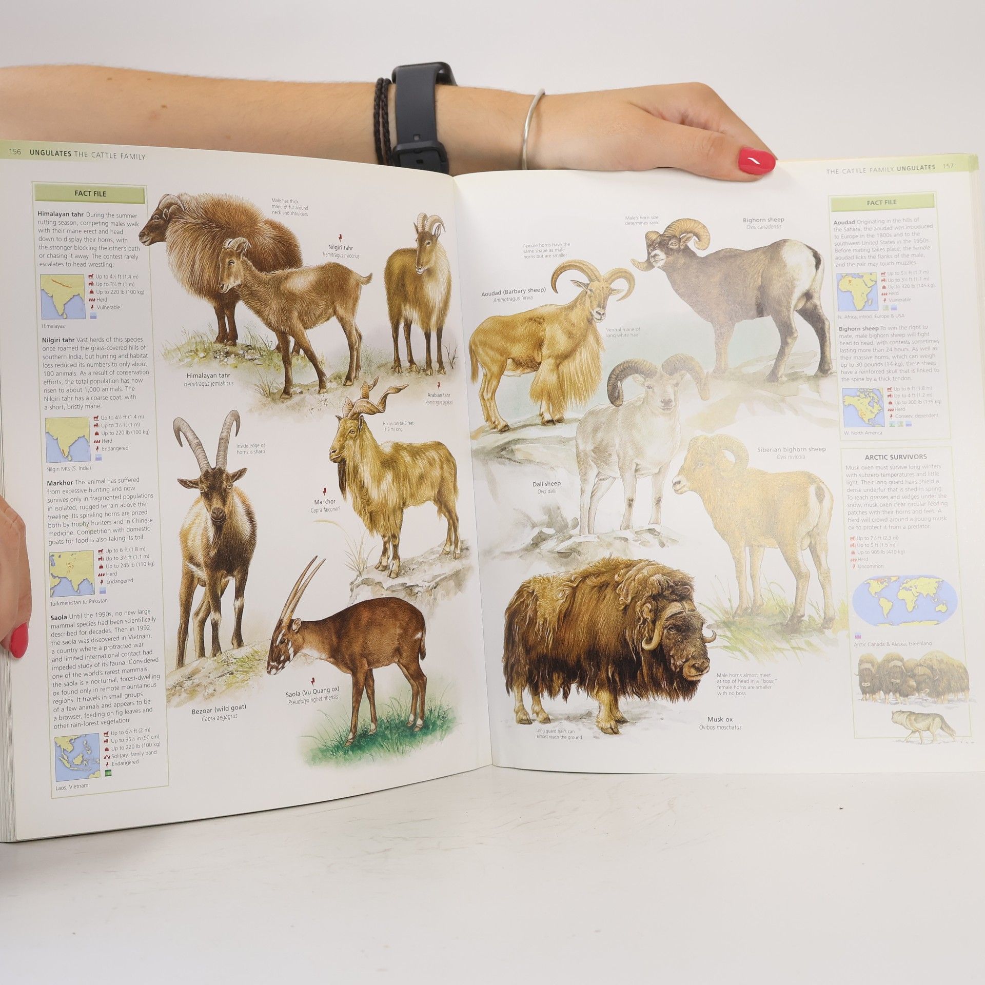 George McKay The Encyclopedia of Mammals