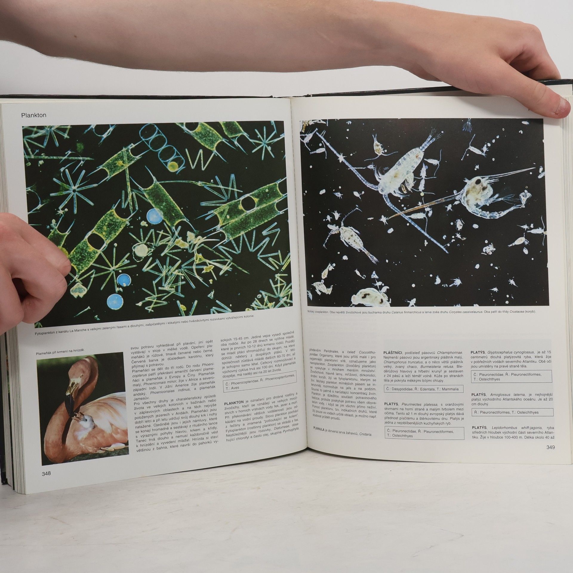 Various authors Encyklopedie zvířata od A do Z