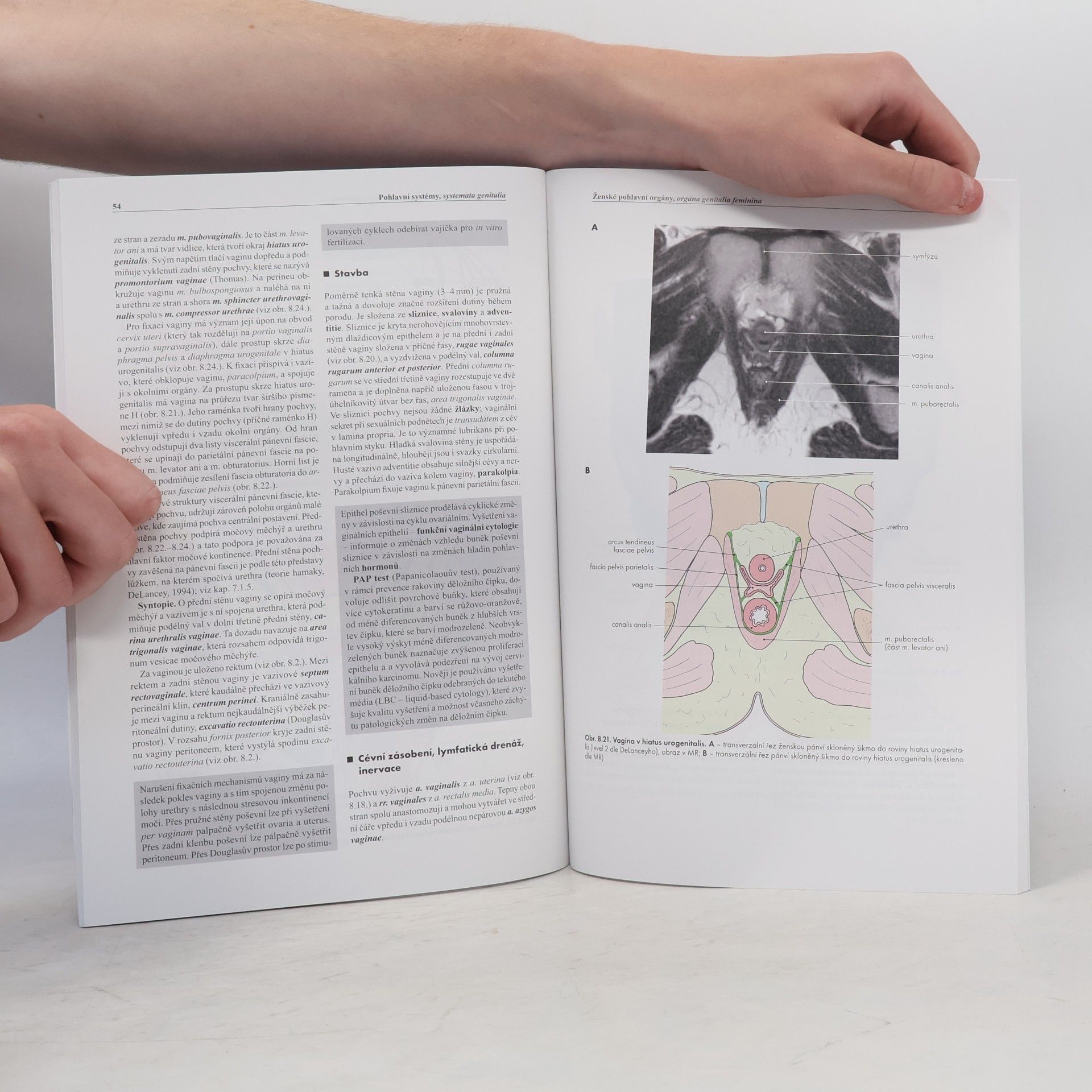 Ondřej Naňka Základy anatomie. 3b., Močopohlavní a endokrinní systém