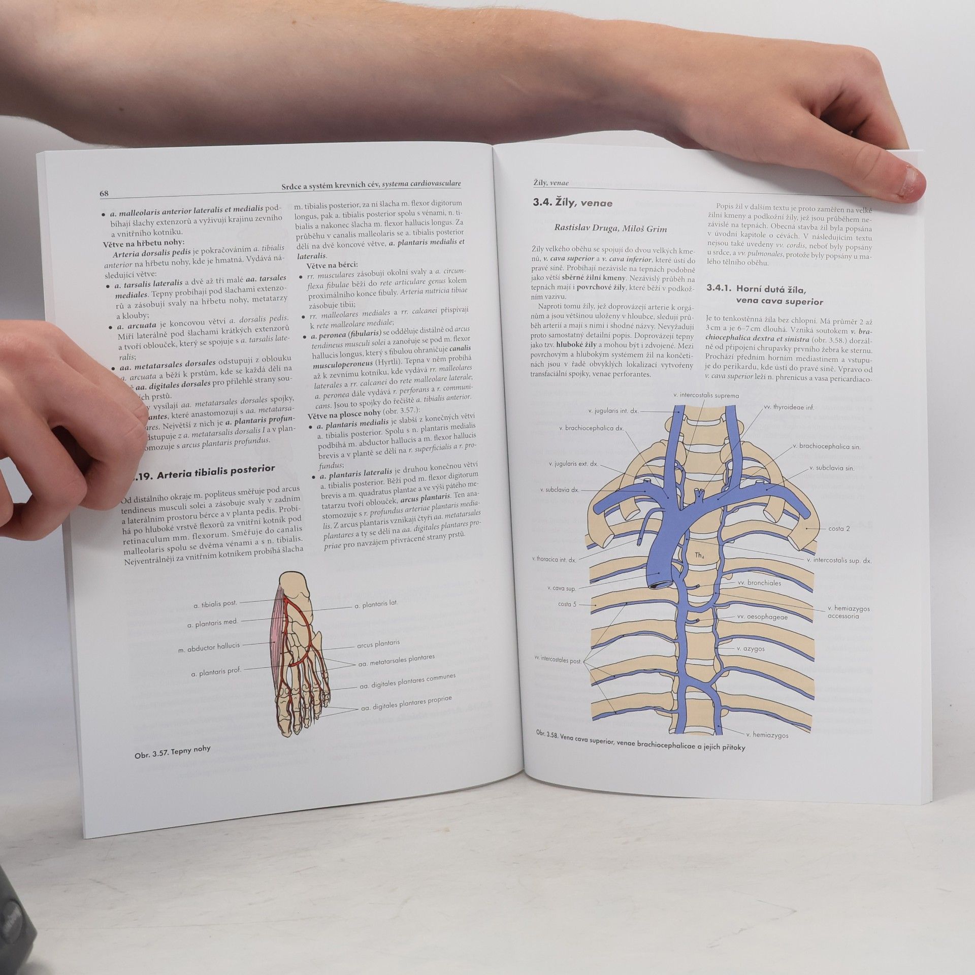 Miloš Grim Základy anatomie. 2., Kardiovaskulární a lymfatický systém