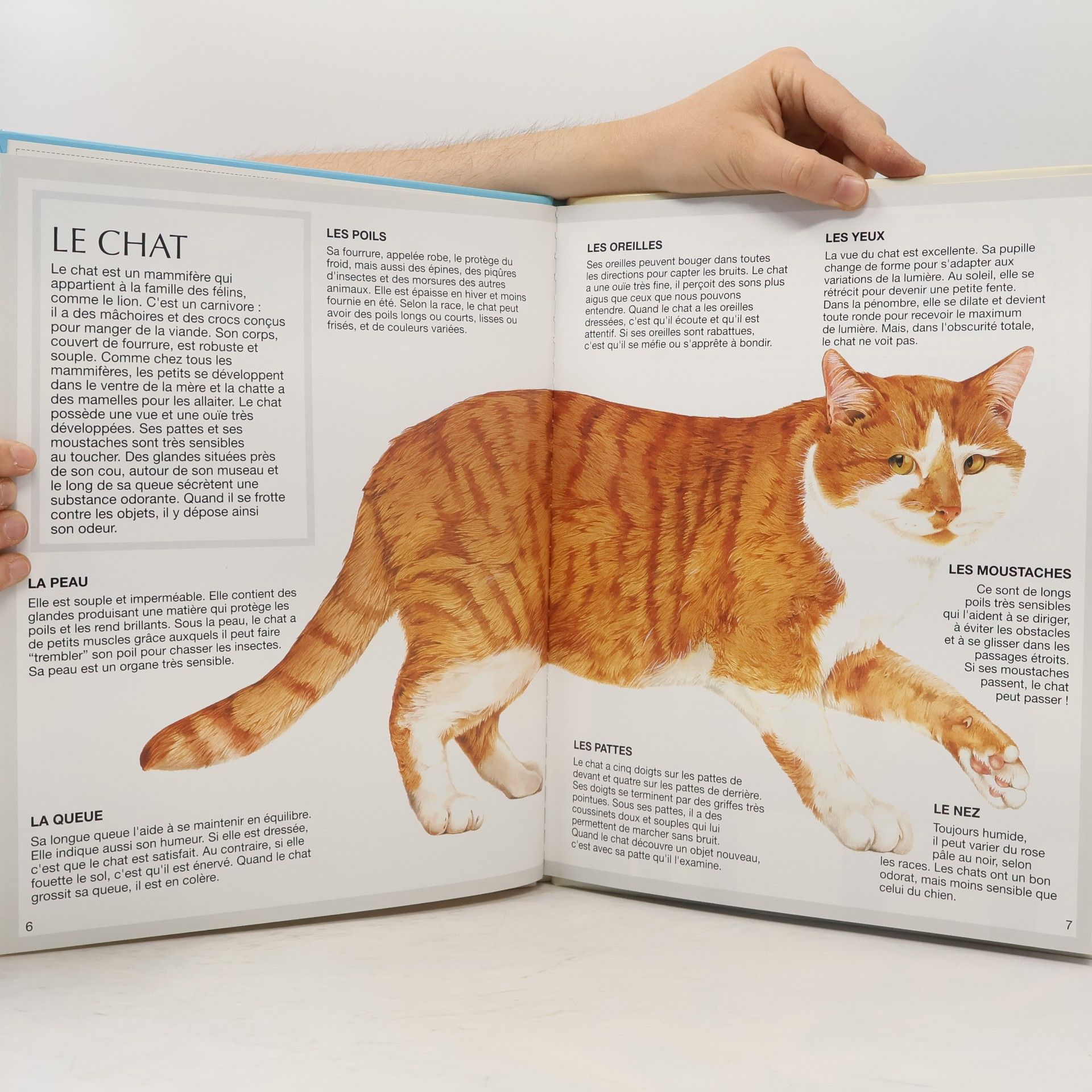 Émilie Beaumont Les Chats