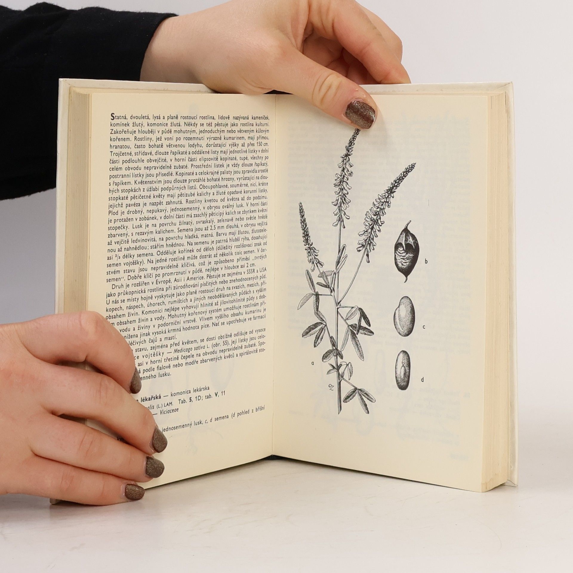 František Hron Kapesní atlas. Rostliny polí a zahrad