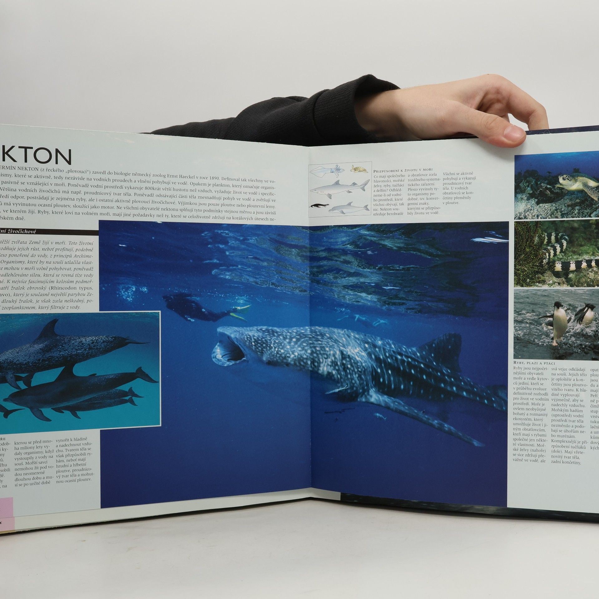 Angelo Mojetta Atlas moří a oceánů