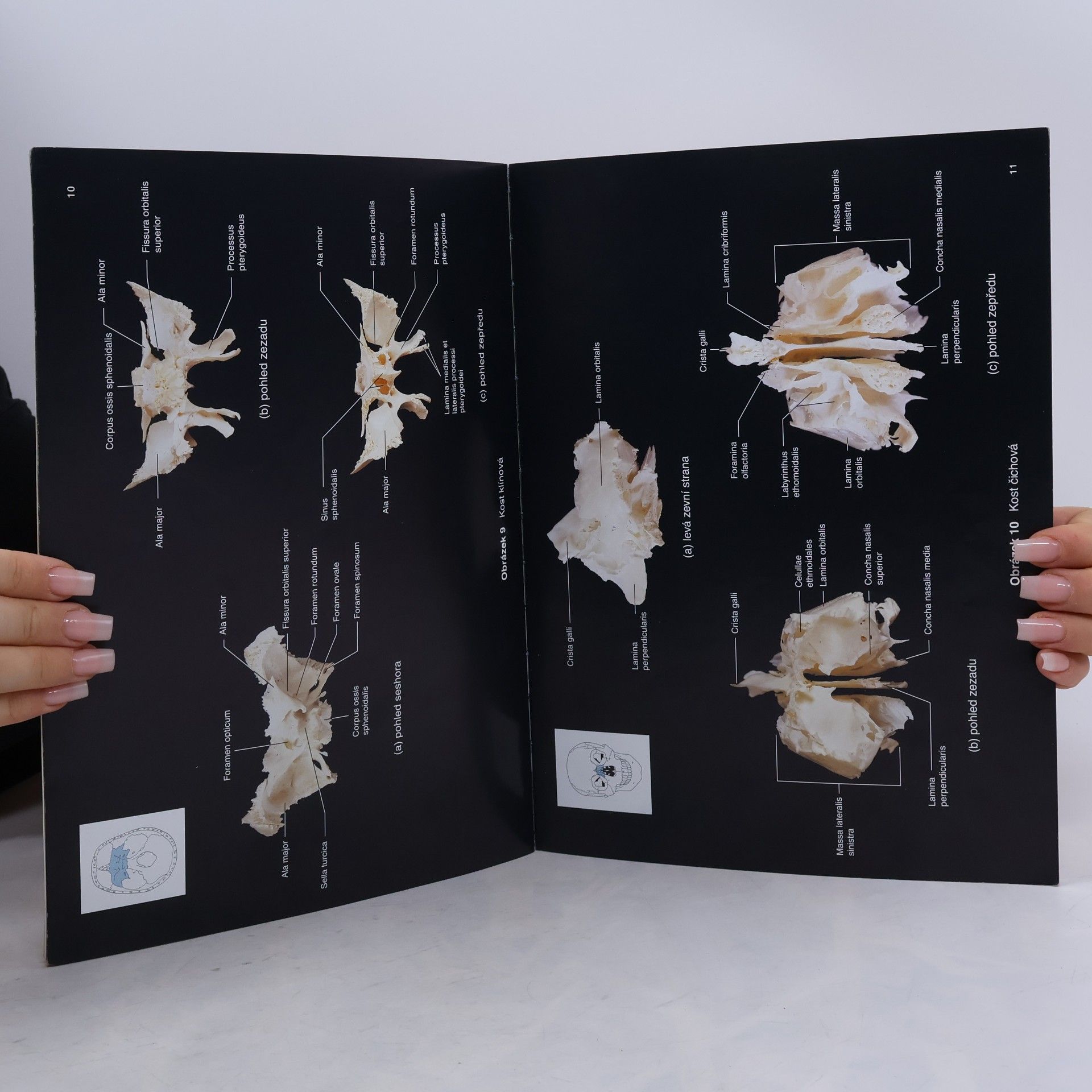 Tom Hutchinson Lidské tělo : obrazový atlas latinsko-česko-anglický