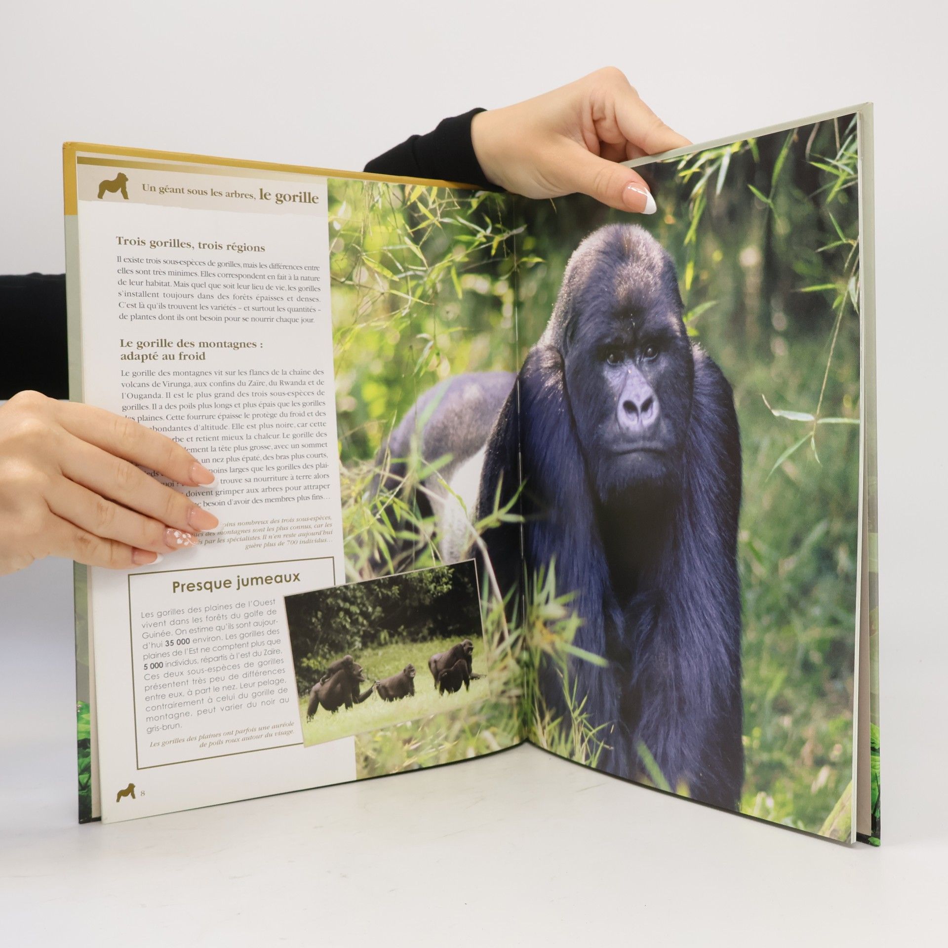 Collectif Les Grands Mammifères - Atlas junior des animaux: Un géant sous les arbres, le gorille