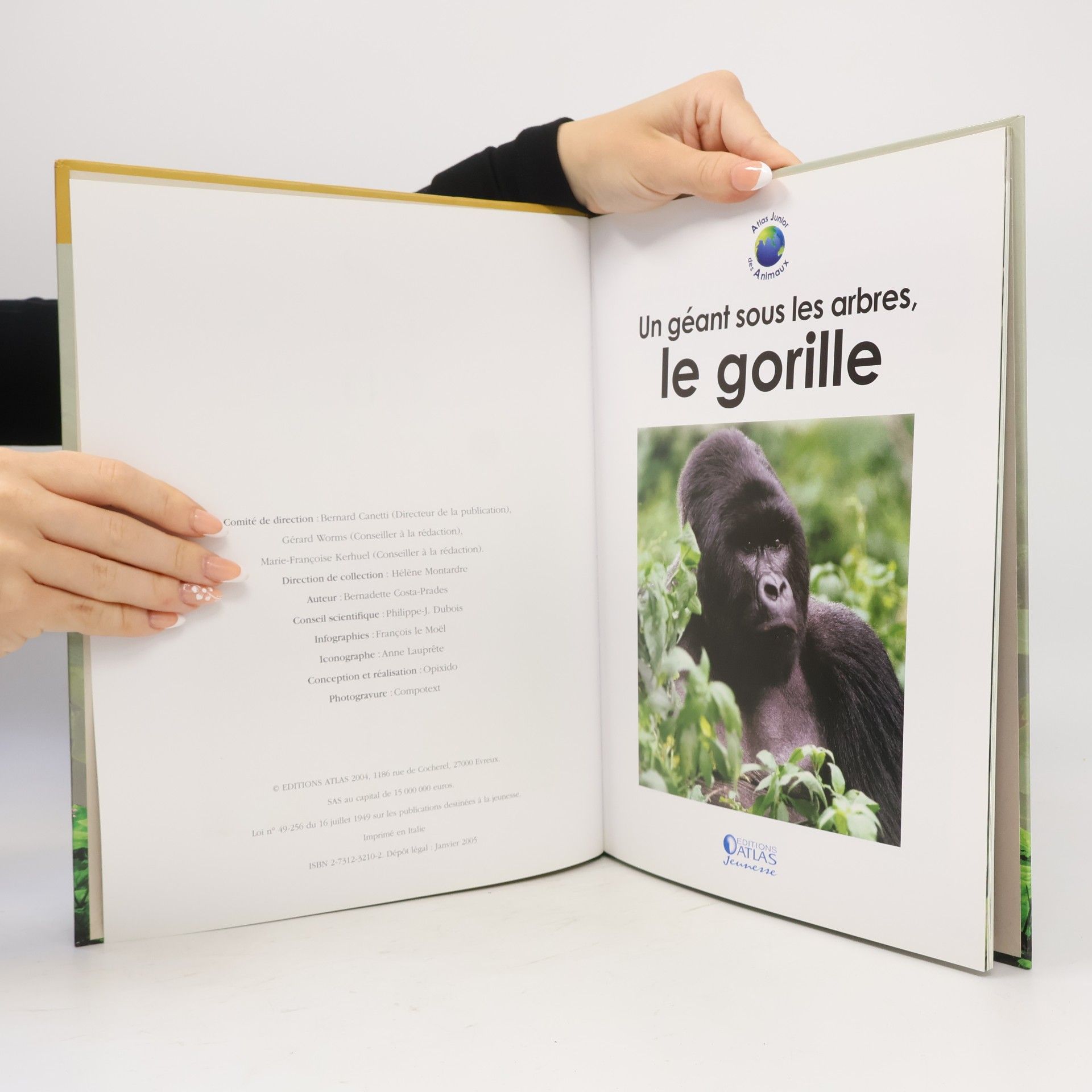 Collectif Les Grands Mammifères - Atlas junior des animaux: Un géant sous les arbres, le gorille