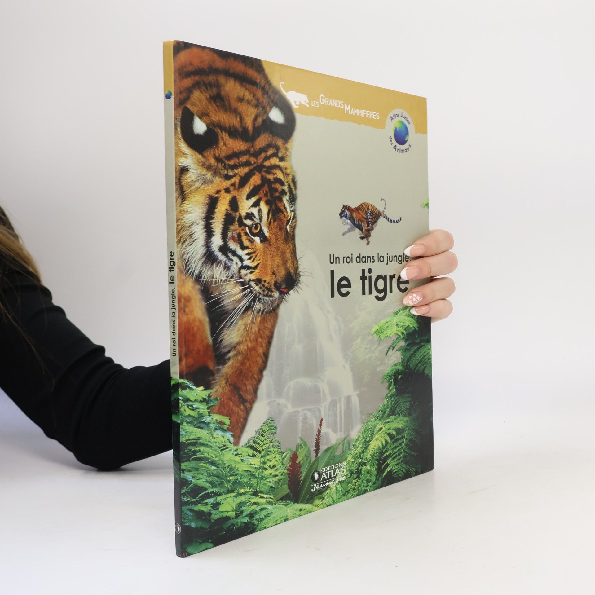Un roi dans la jungle, le tigre (Atlas junior des animaux)