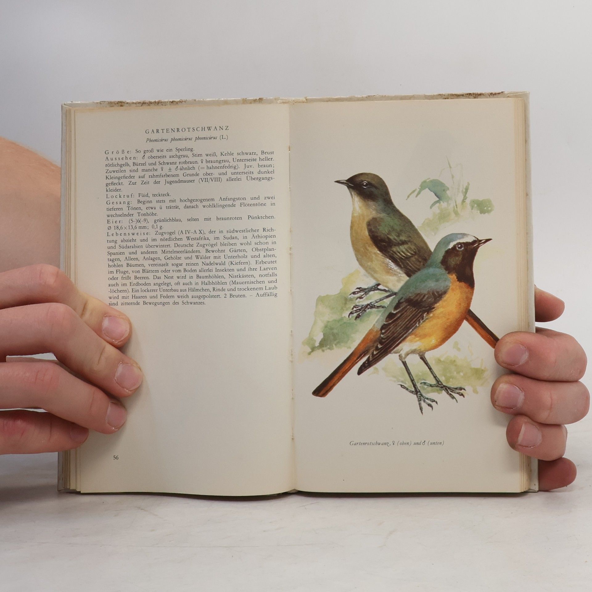 Gerhard Creutz Taschenbuch der heimischen Singvögel