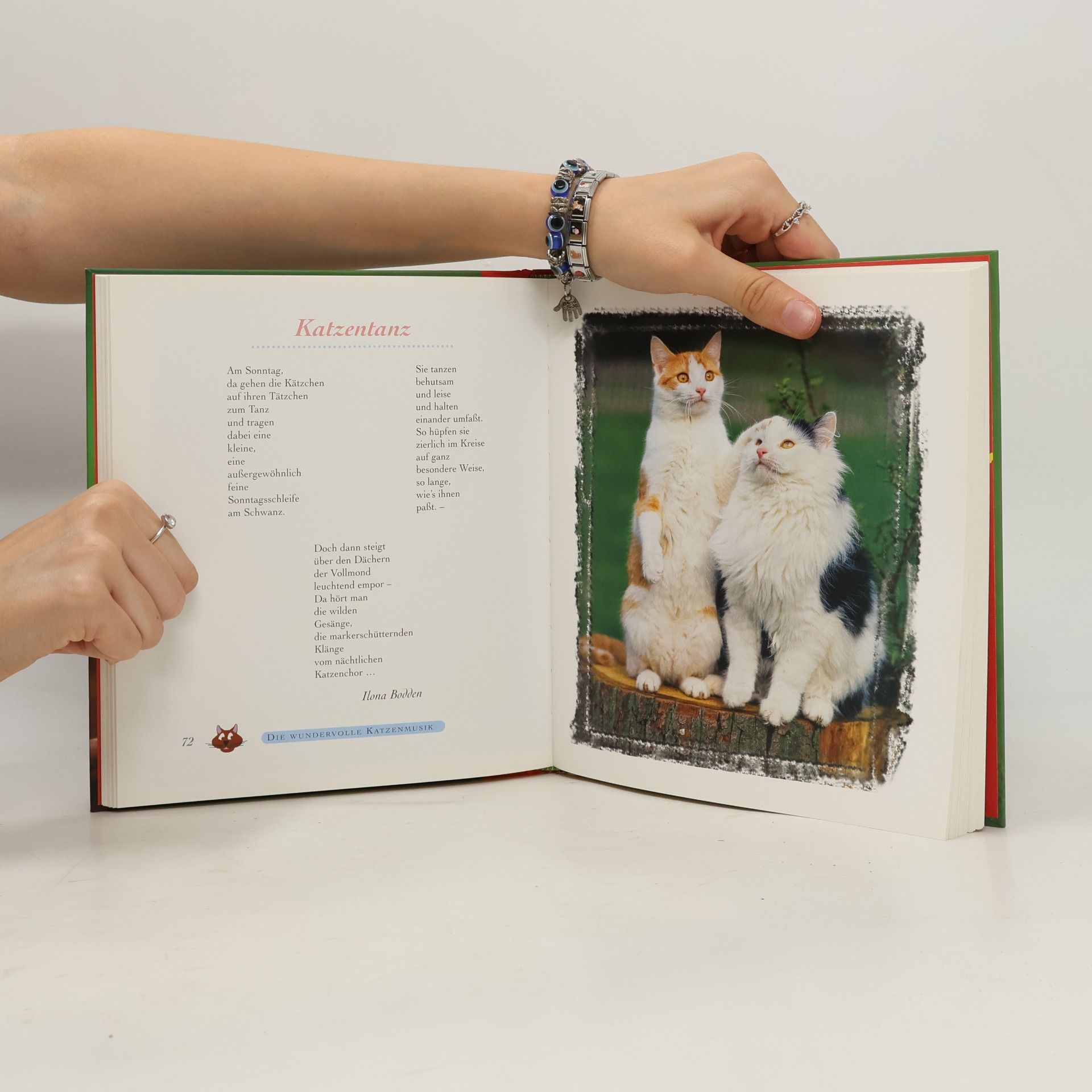 Monika Auberger Schmuse katzen