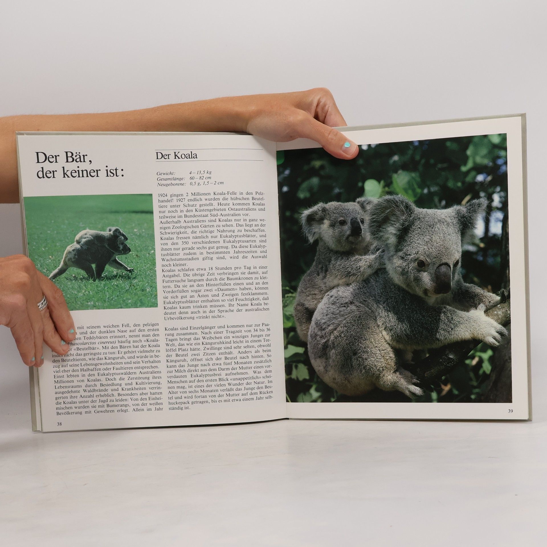 Autorenkollektiv Das Buch der Tierfamilien 1. Bären