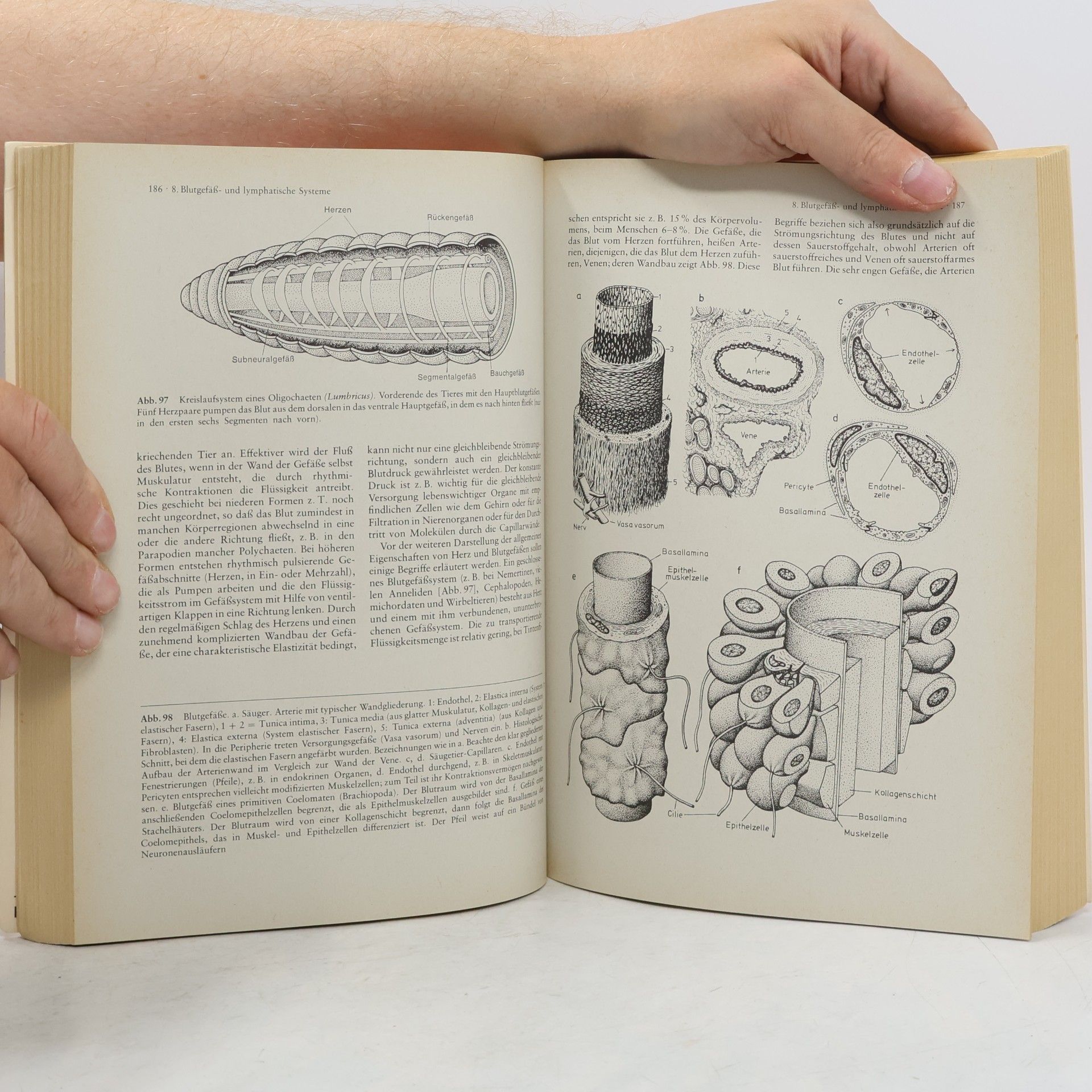 Adolf Remane Kurzes Lehrbuch der Zoologie - 5. Auflage