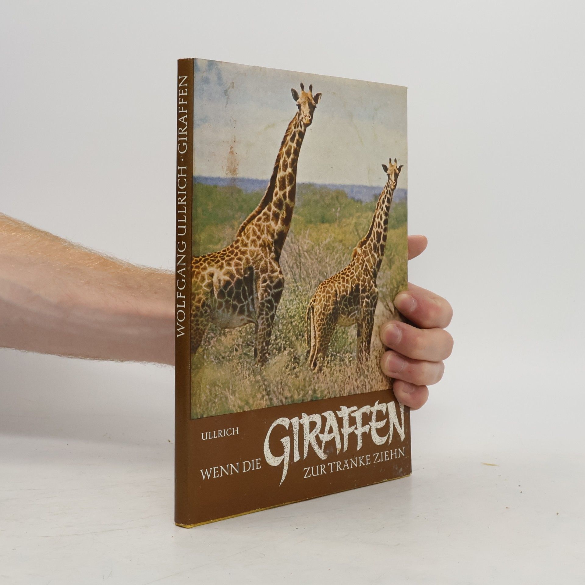 Wenn die Giraffen zur Tränke ziehn