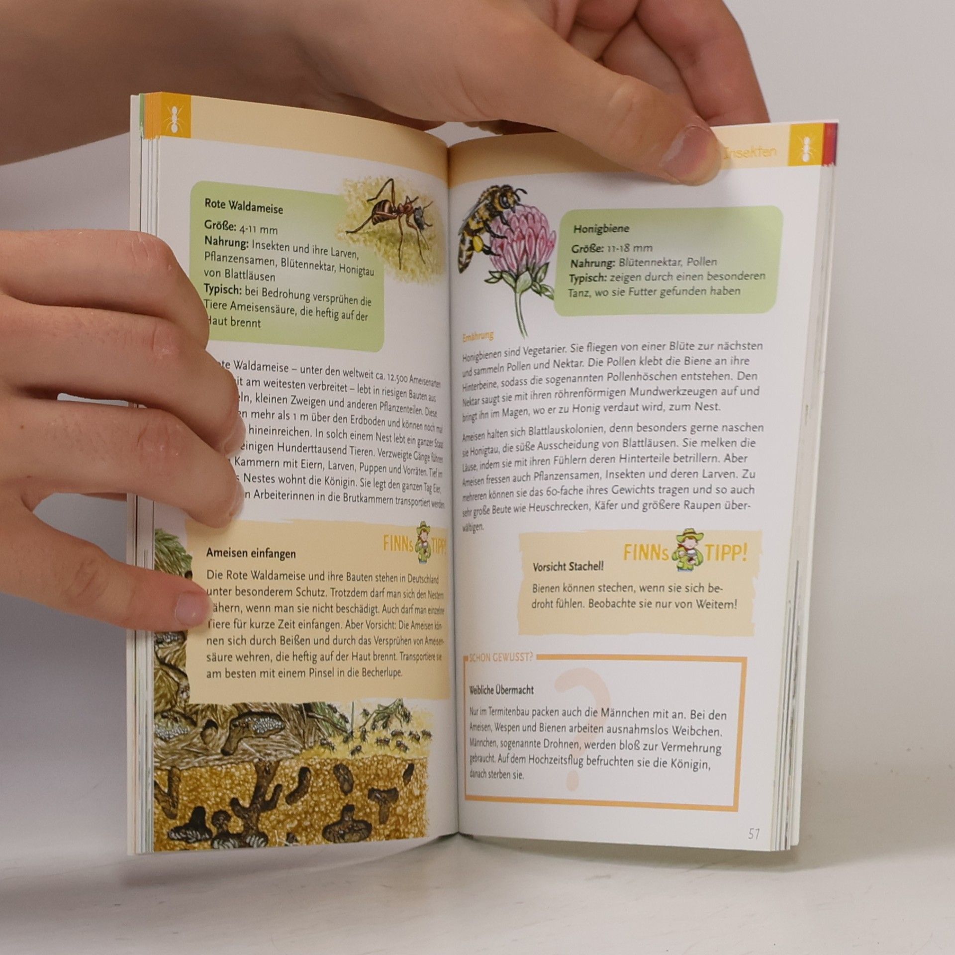 Anke Küpper Insekten, Spinnen & Co.