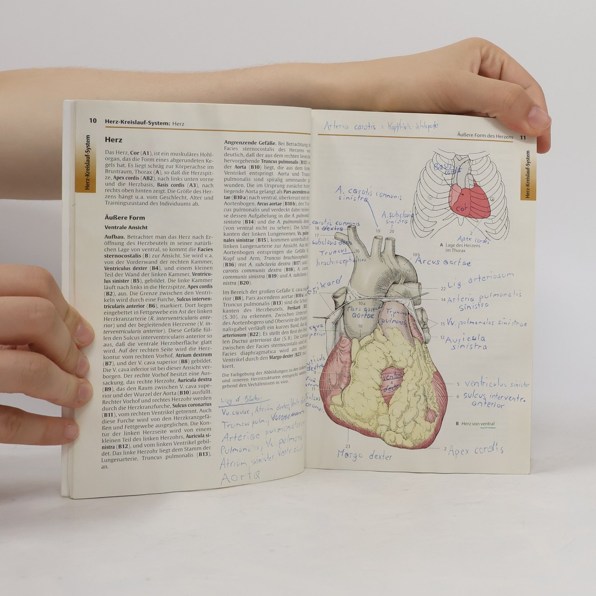 Helga Fritsch Taschenatlas Anatomie