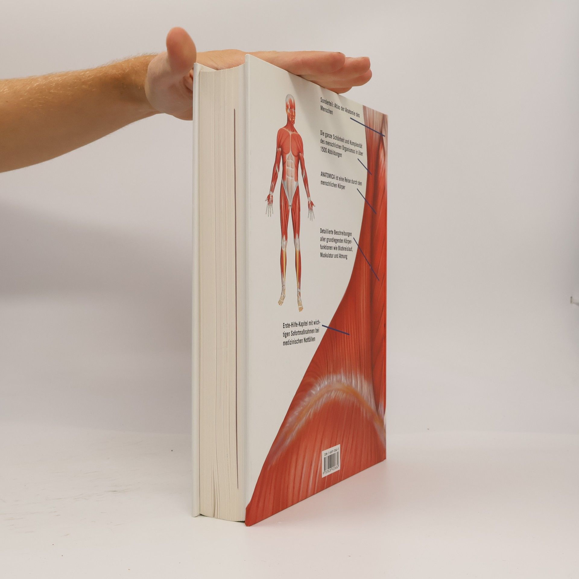 Gordon Cheers Anatomica
