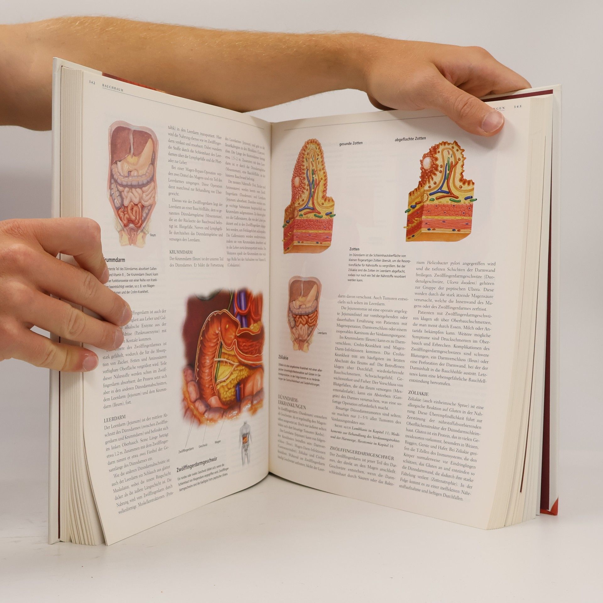Gordon Cheers Anatomica