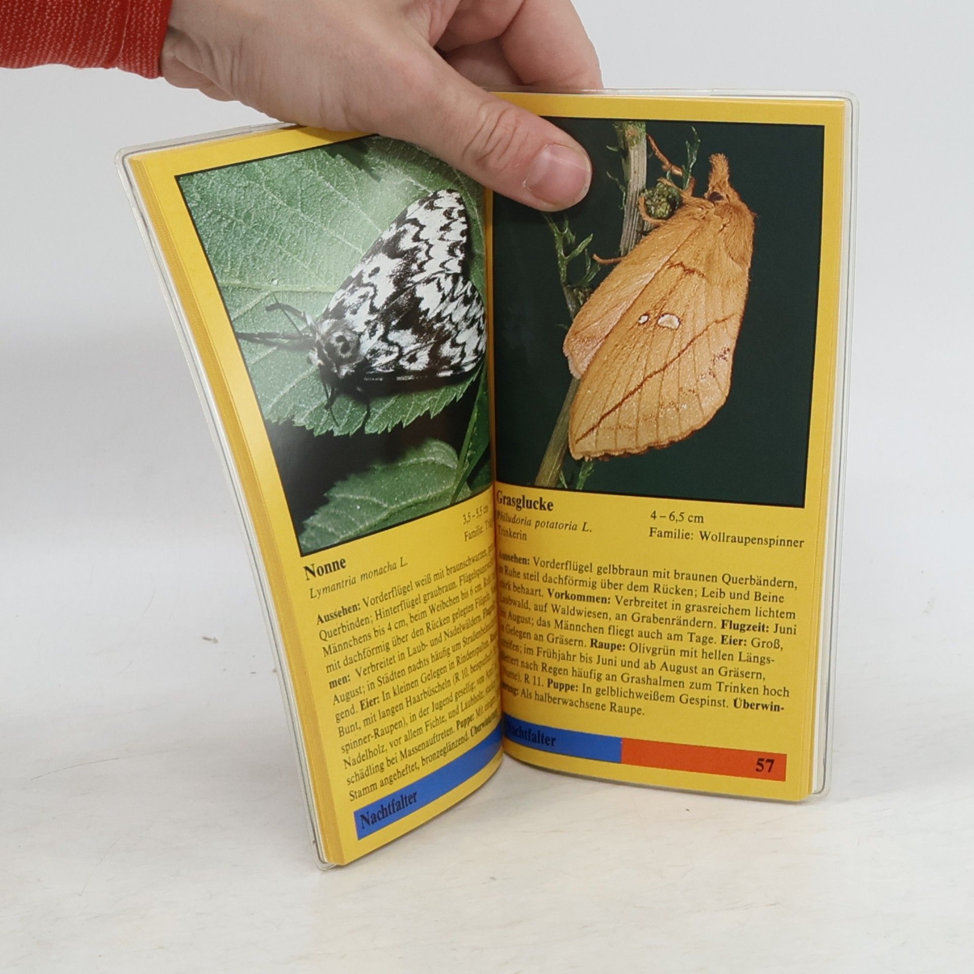 Autorenkollektiv Schmetterlinge Kompass