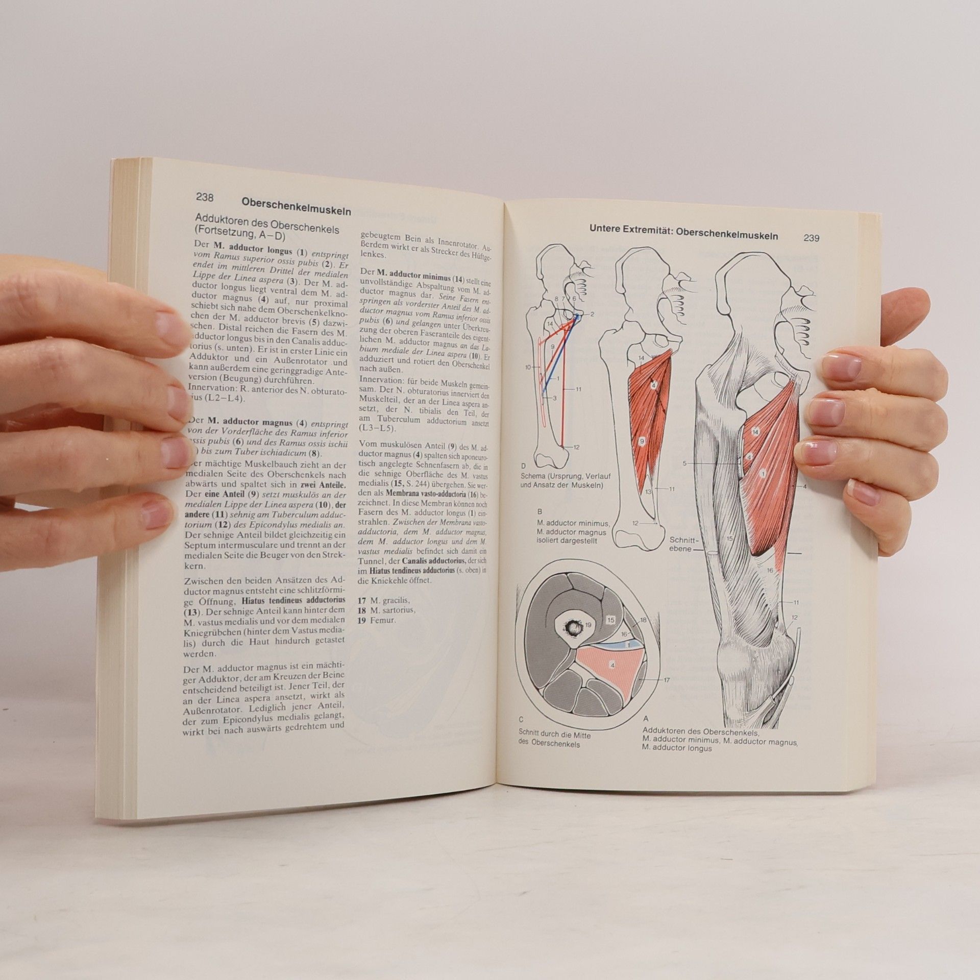 AA.VV. dtv-Atlas der Anatomie, Tafeln und Texte, Band 1. Bewegungsapparat.