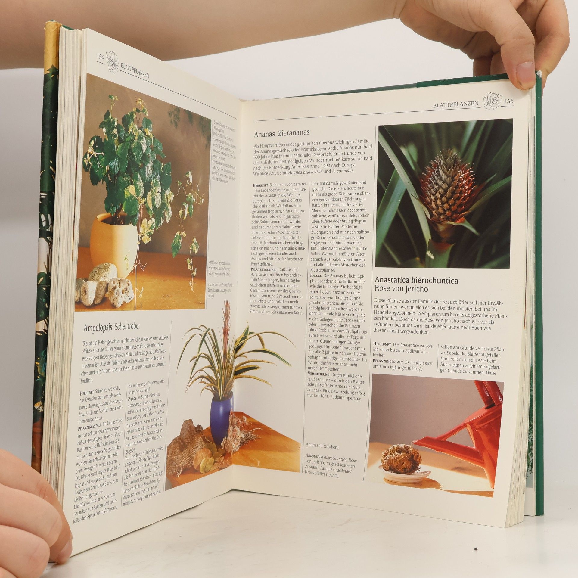 Autorenkollektiv Das große Buch der Zimmerpflanzen