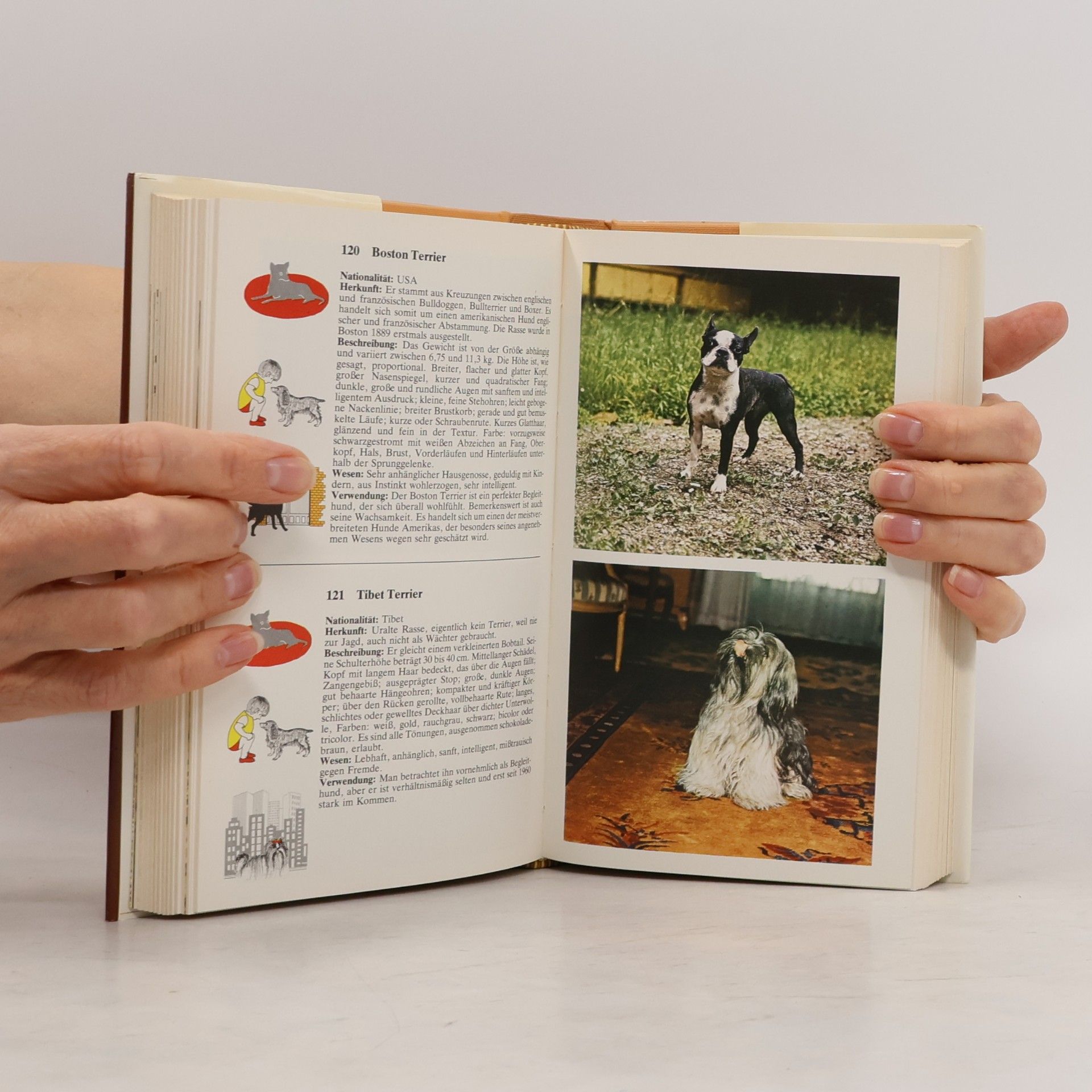 Gino Pugnetti Handbuch der Hunderassen