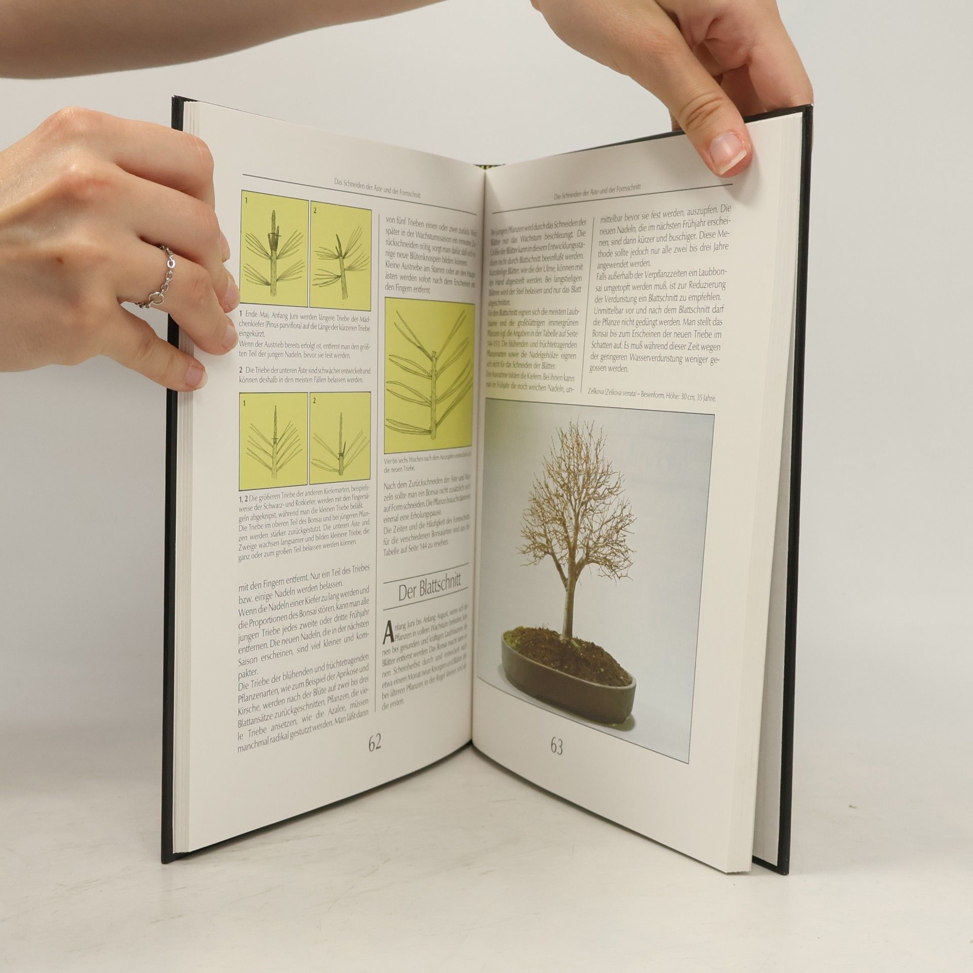 Benedikt Lesniewicz Bonsai