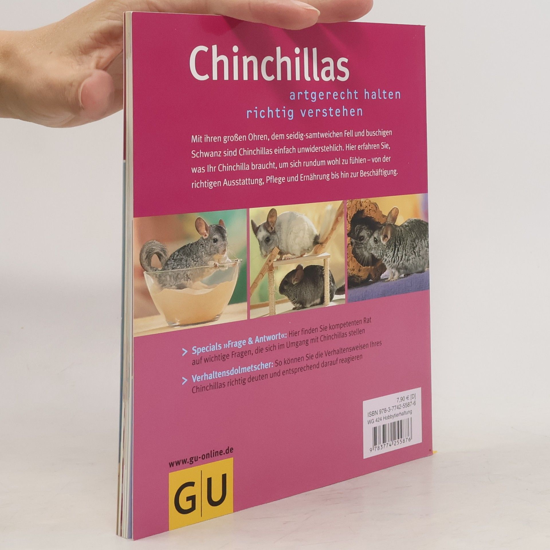 Maike RöderThiede Chinchillas