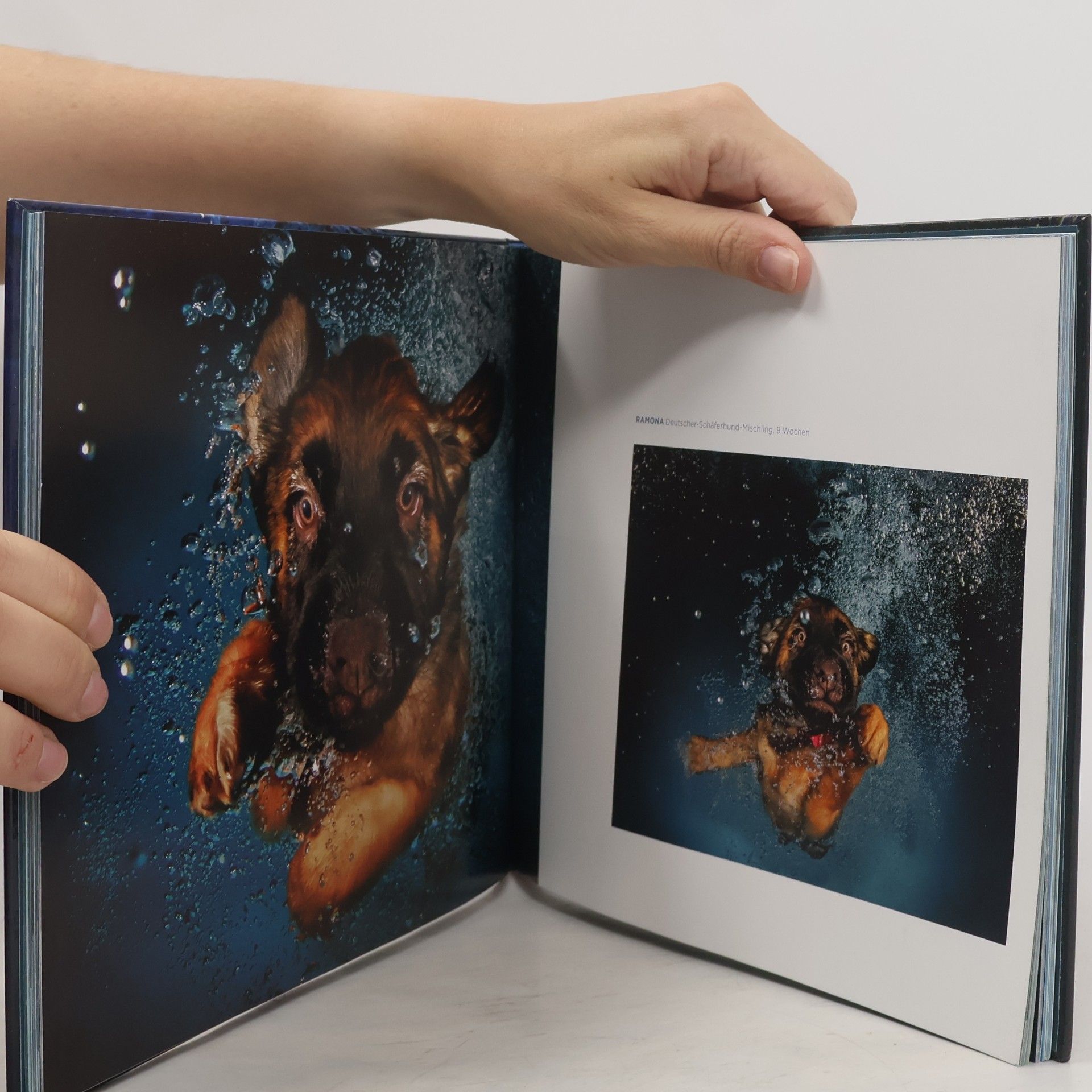 Seth Casteel Welpen unter Wasser