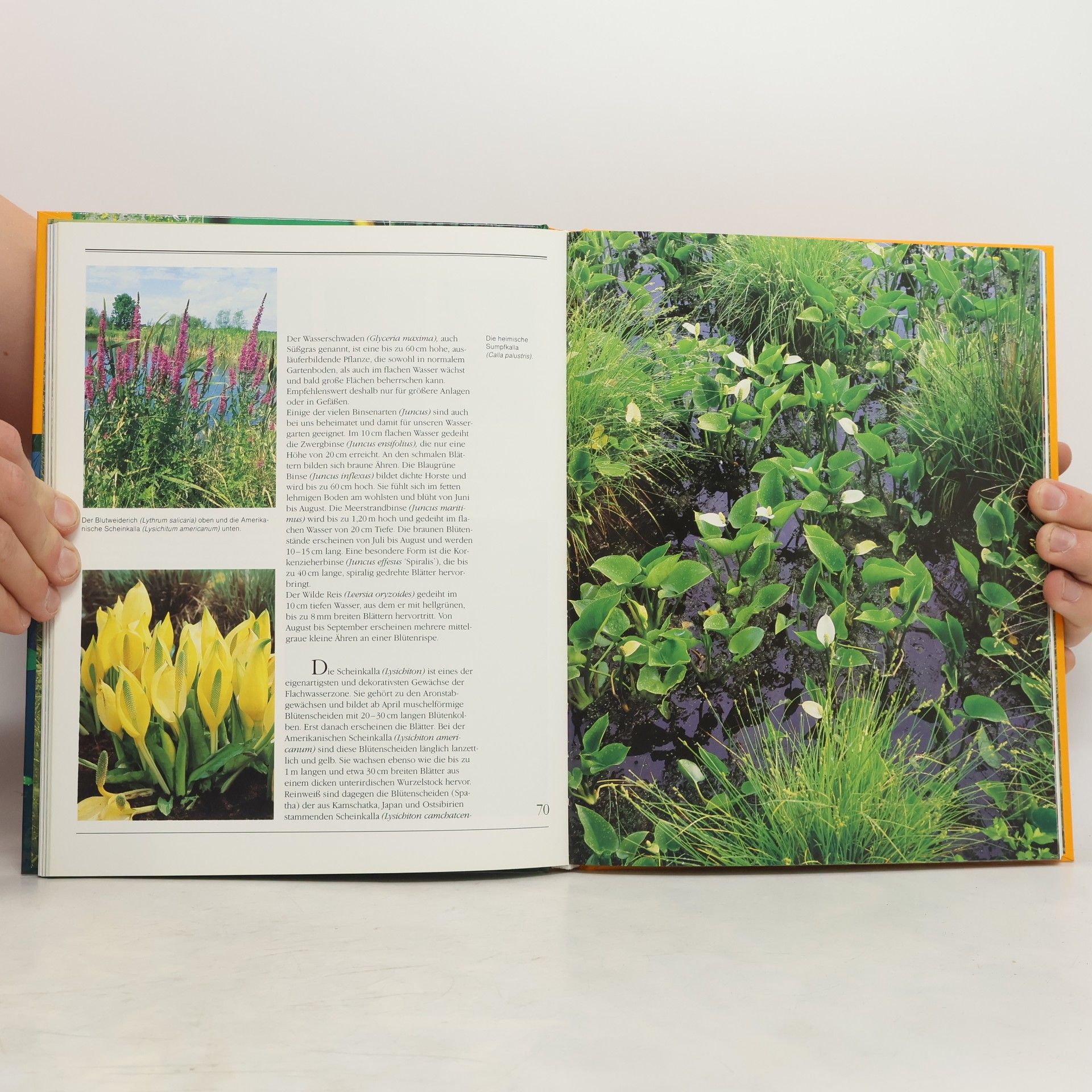 Wolfram Franke Faszination Gartenteich