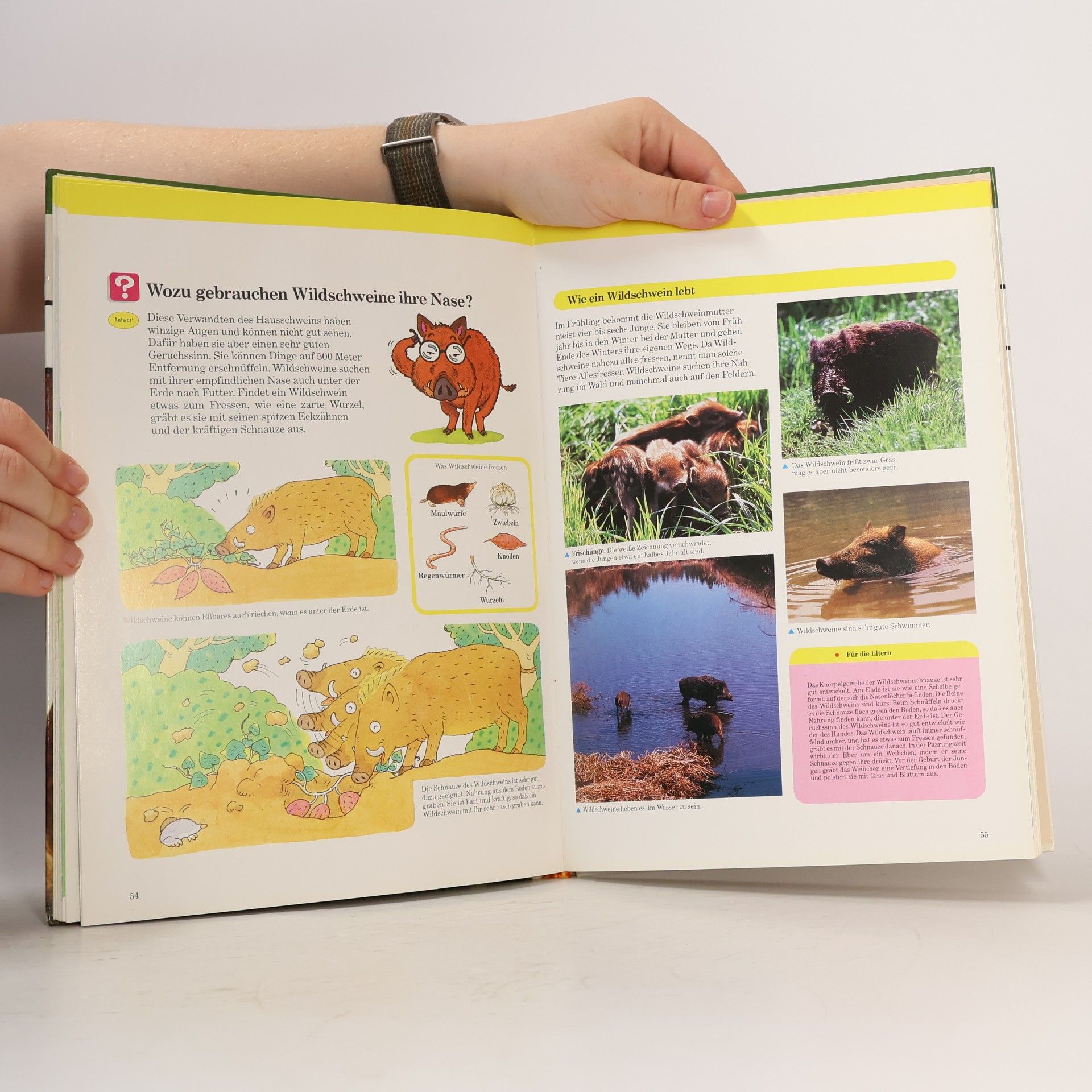 Autorenkollektiv Tiere in der Natur