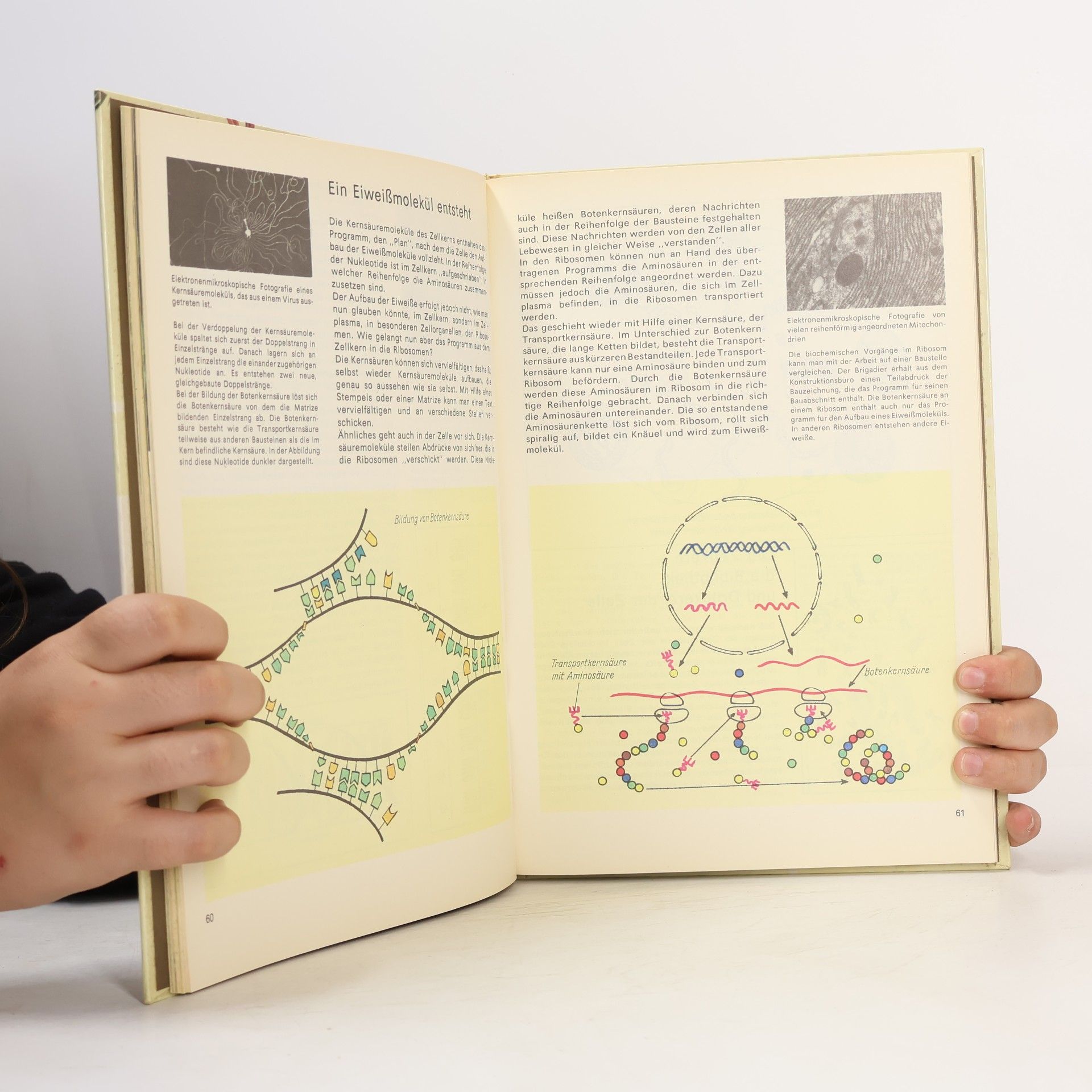 Georg A. Litsche Rund um die Biologie