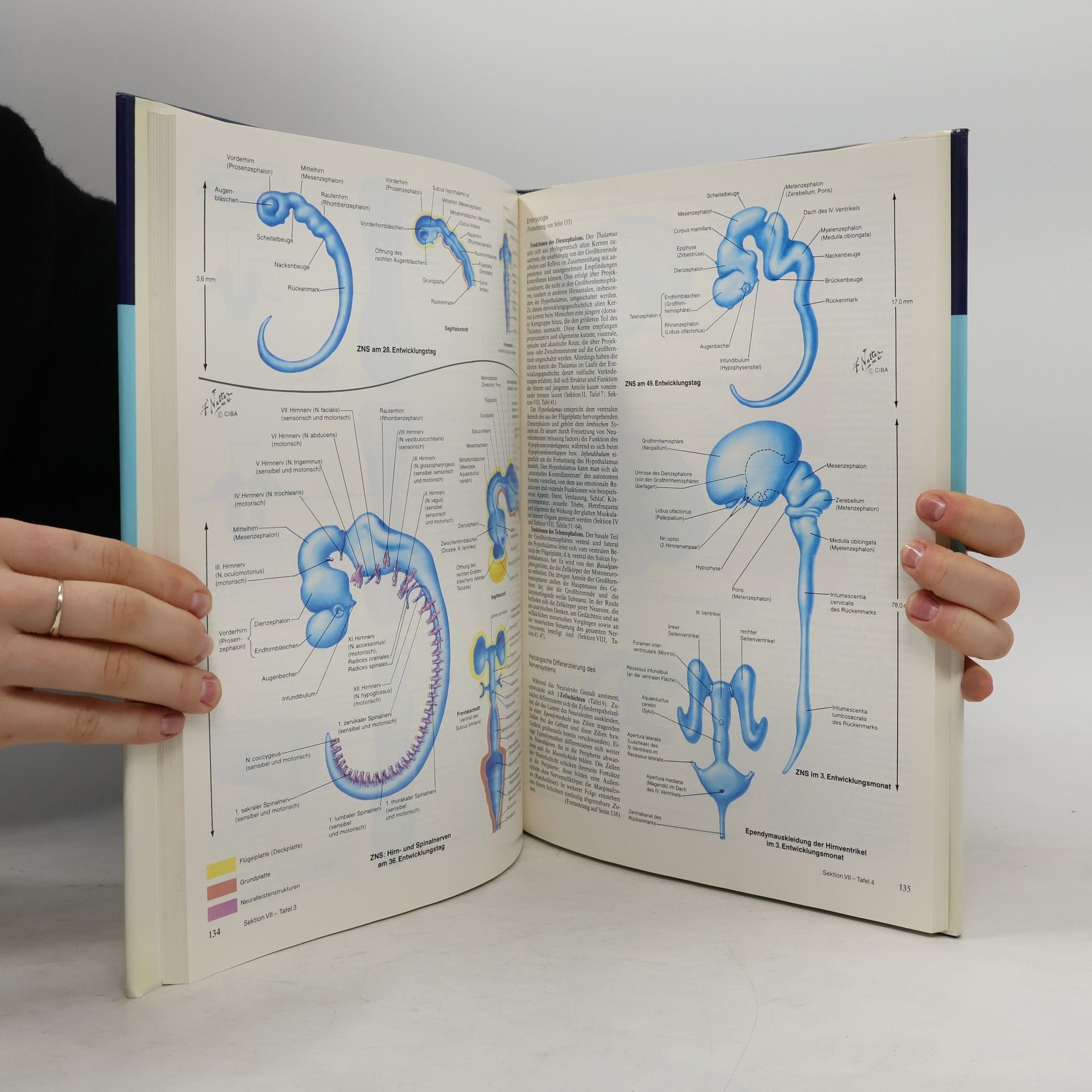 AA.VV. Nervensystem 1. Neuroanatomie und Physiologie