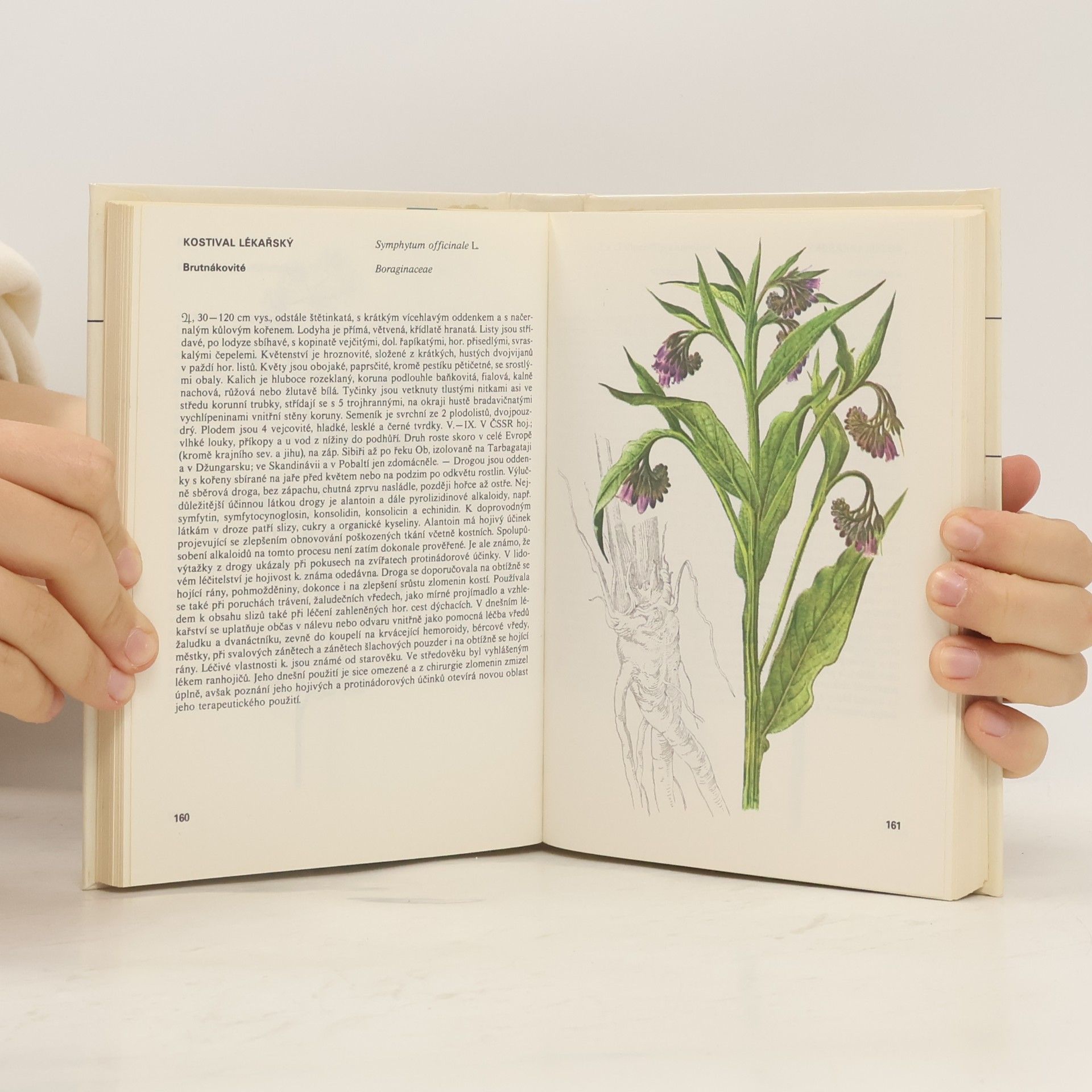 Autorenkollektiv Kapesní atlas léčivých rostlin