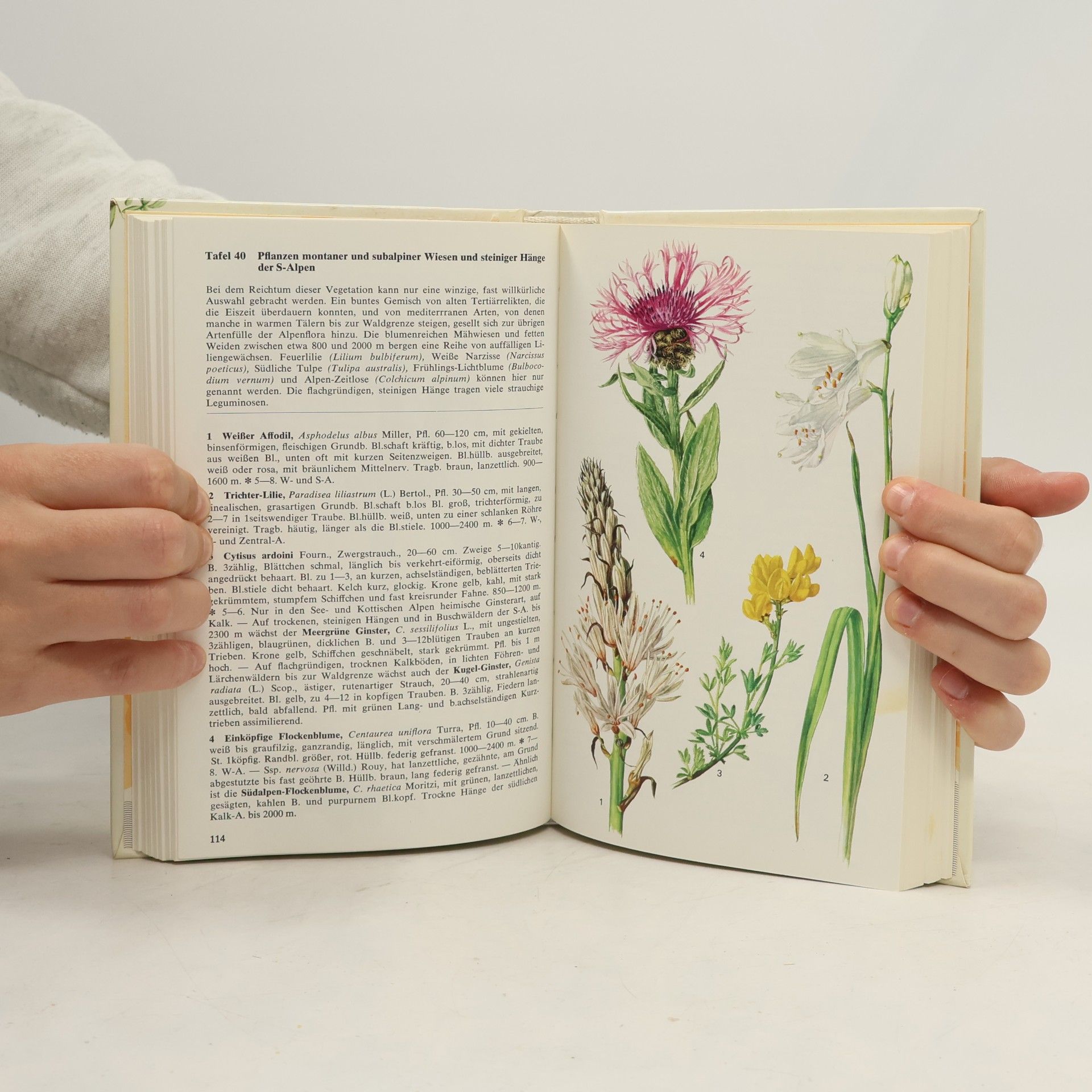 Various authors Pflanzen- und Tierwelt der Alpen
