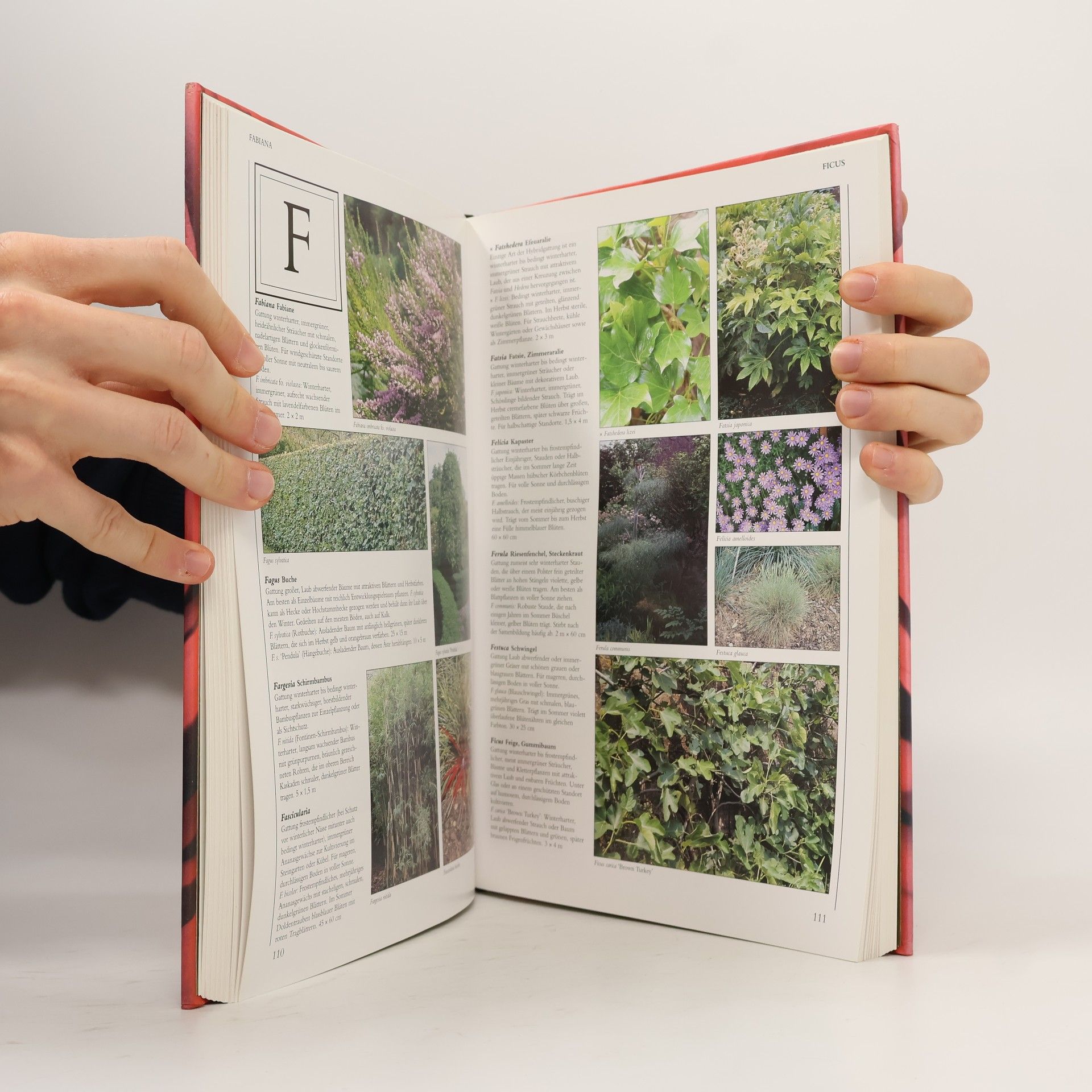 Lance Hattatt 1000 Gartenpflanzen von A bis Z