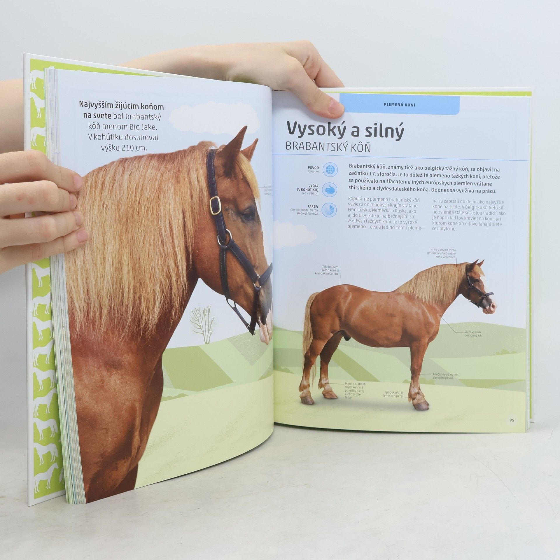 kolektiv Kone a poníky