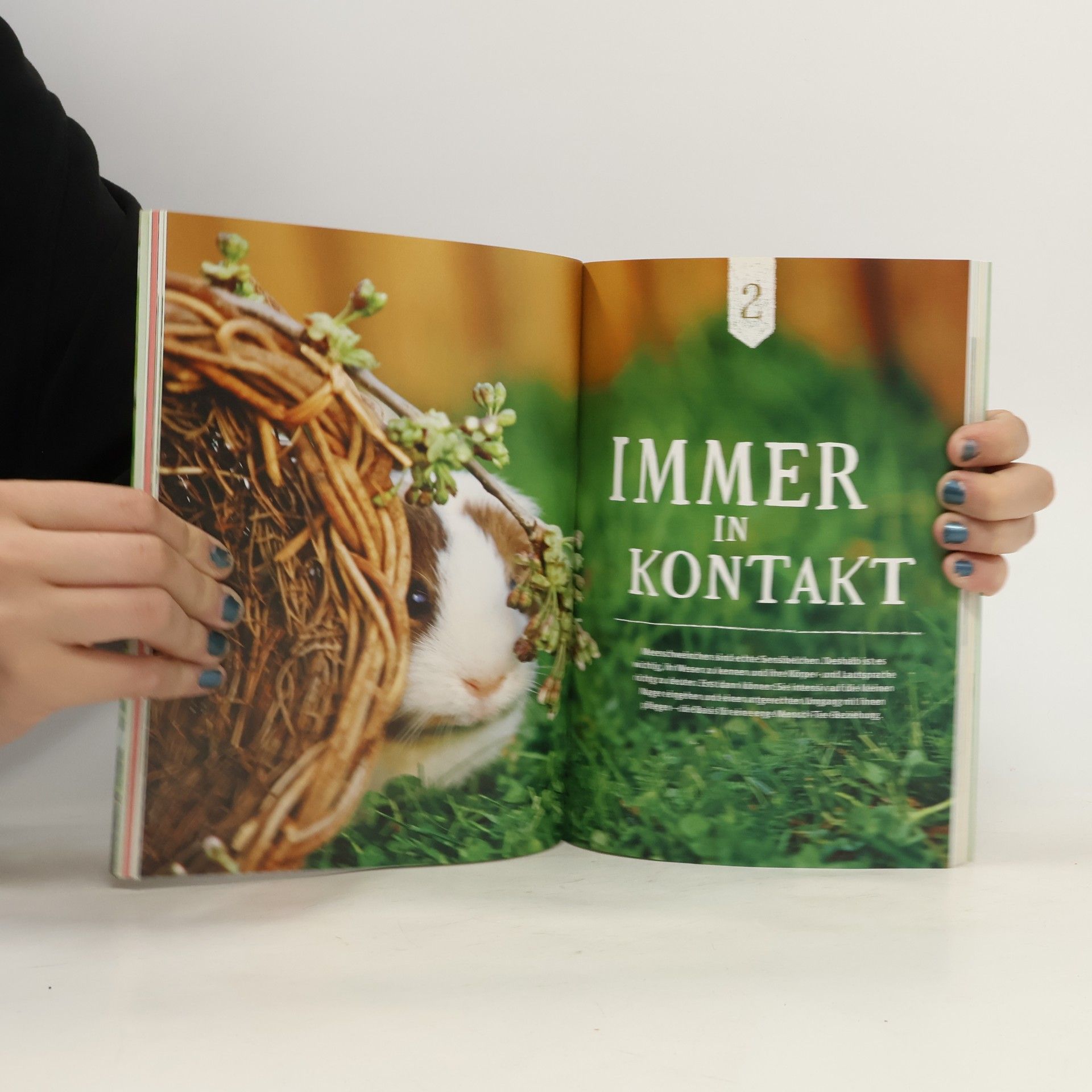 Immanuel Birmelin Neugierige Meerschweinchen : so fühlen sie sich wohl