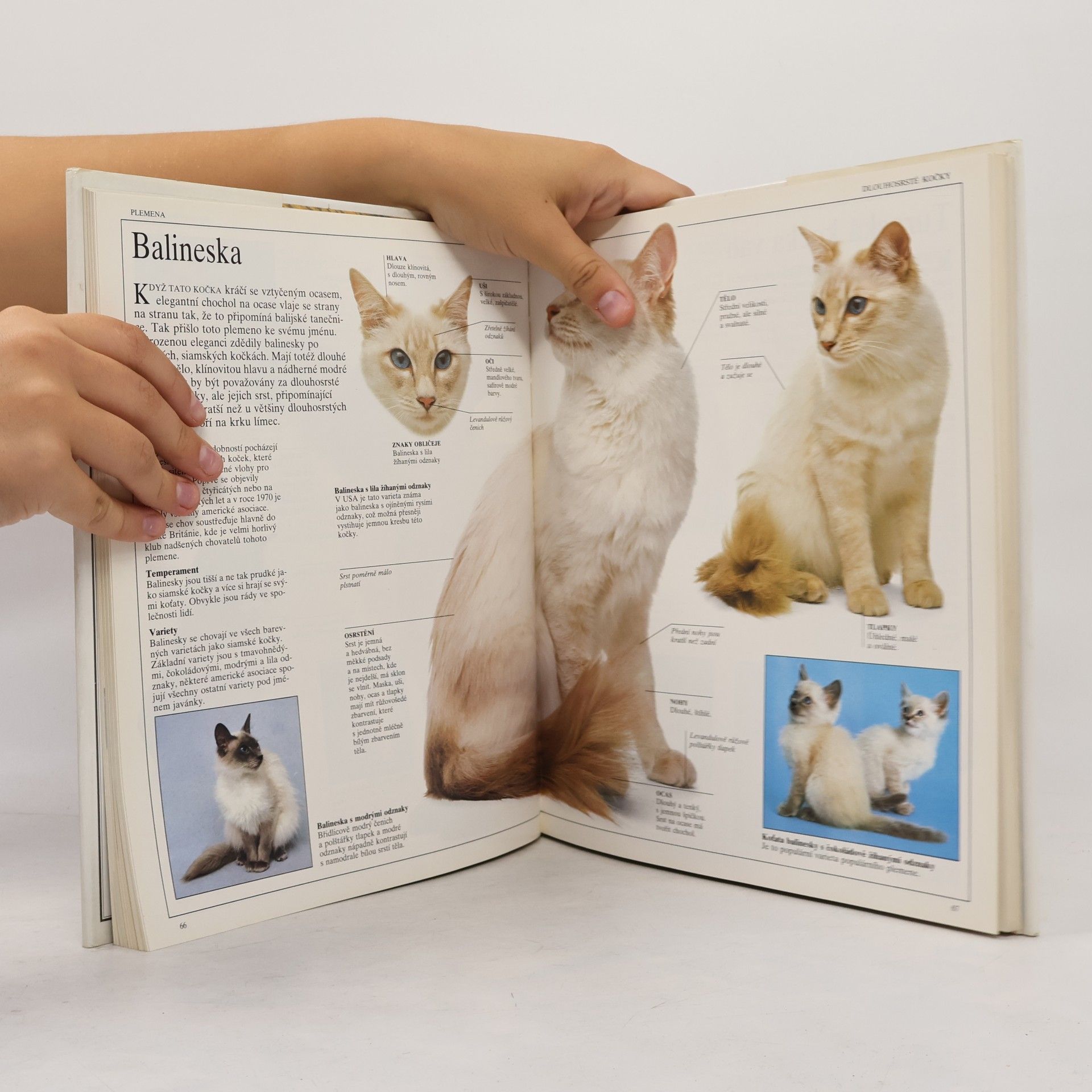 David Taylor Velká kniha o kočkách