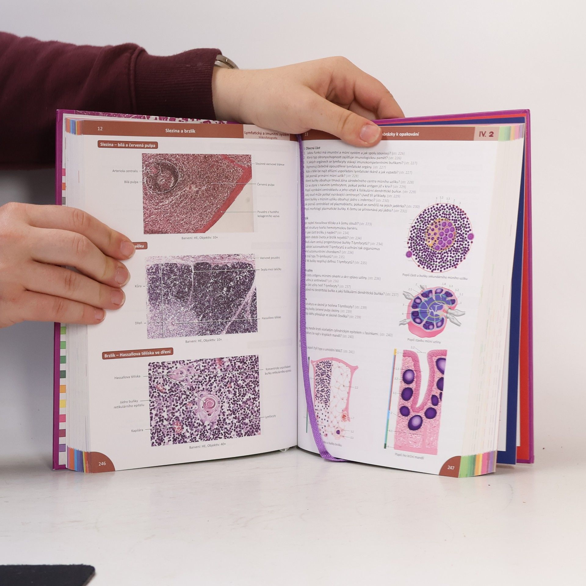 Ivan Varga Memorix histologie