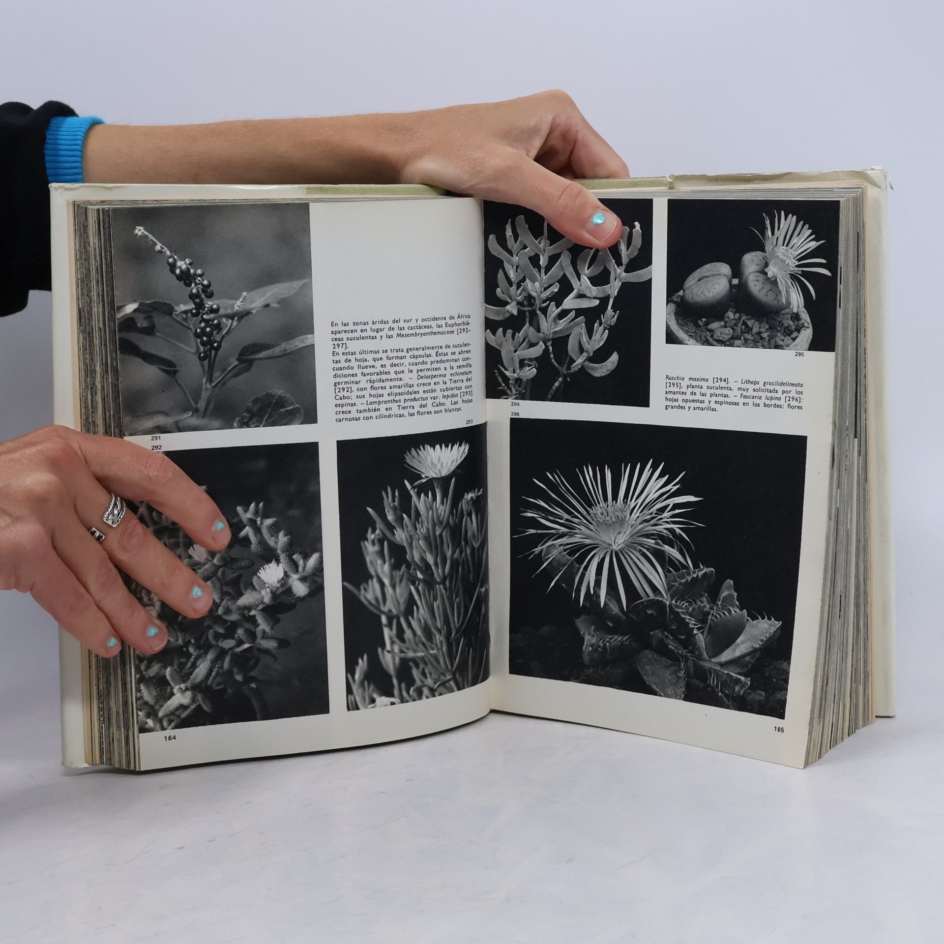Novák F. A. Gran enciclopedia ilustrada de las plantas