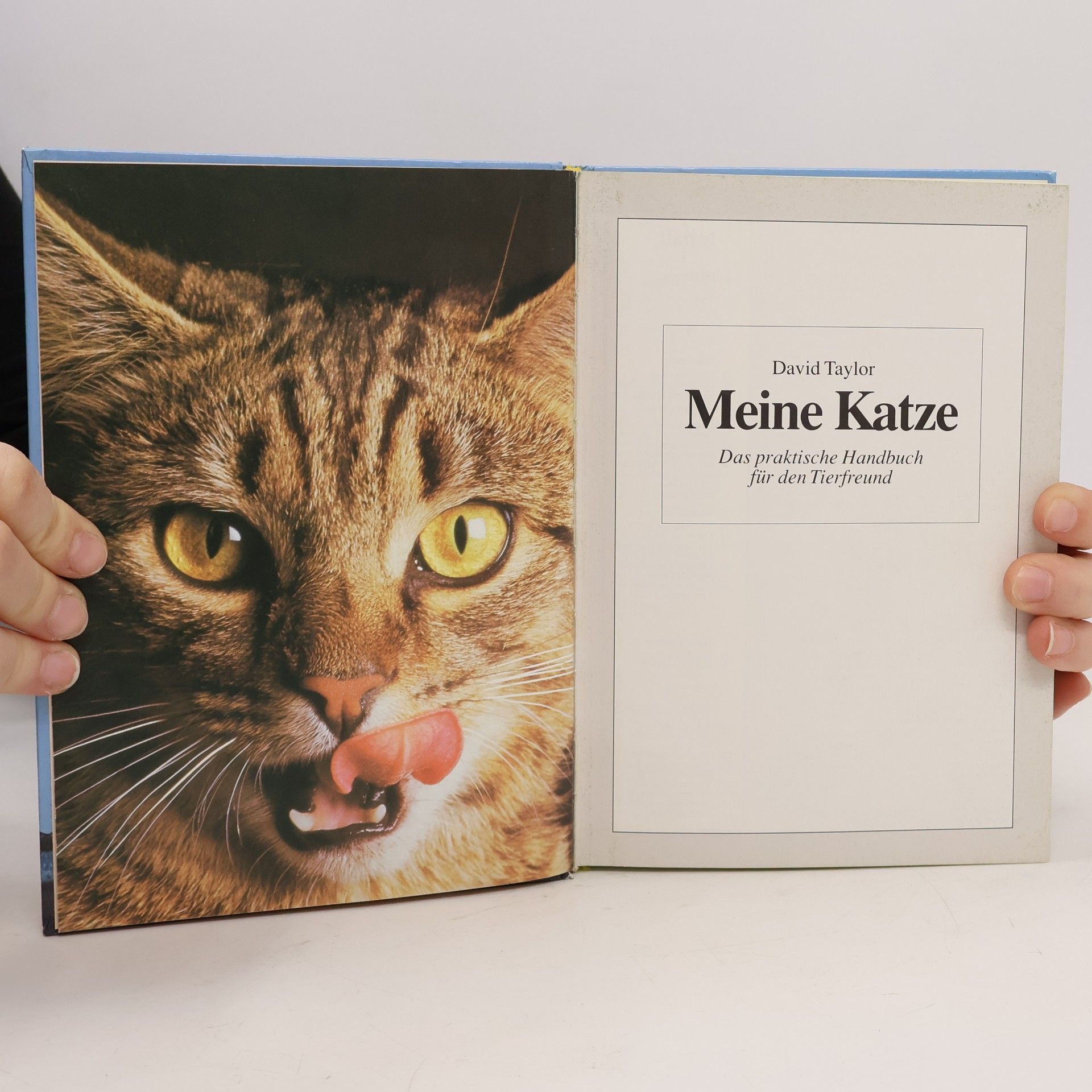David Conrad Taylor Meine Katze