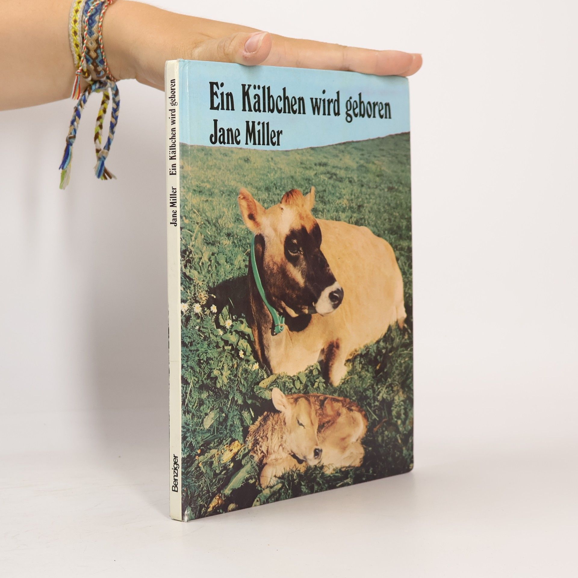 Ein Kälbchen wird geboren