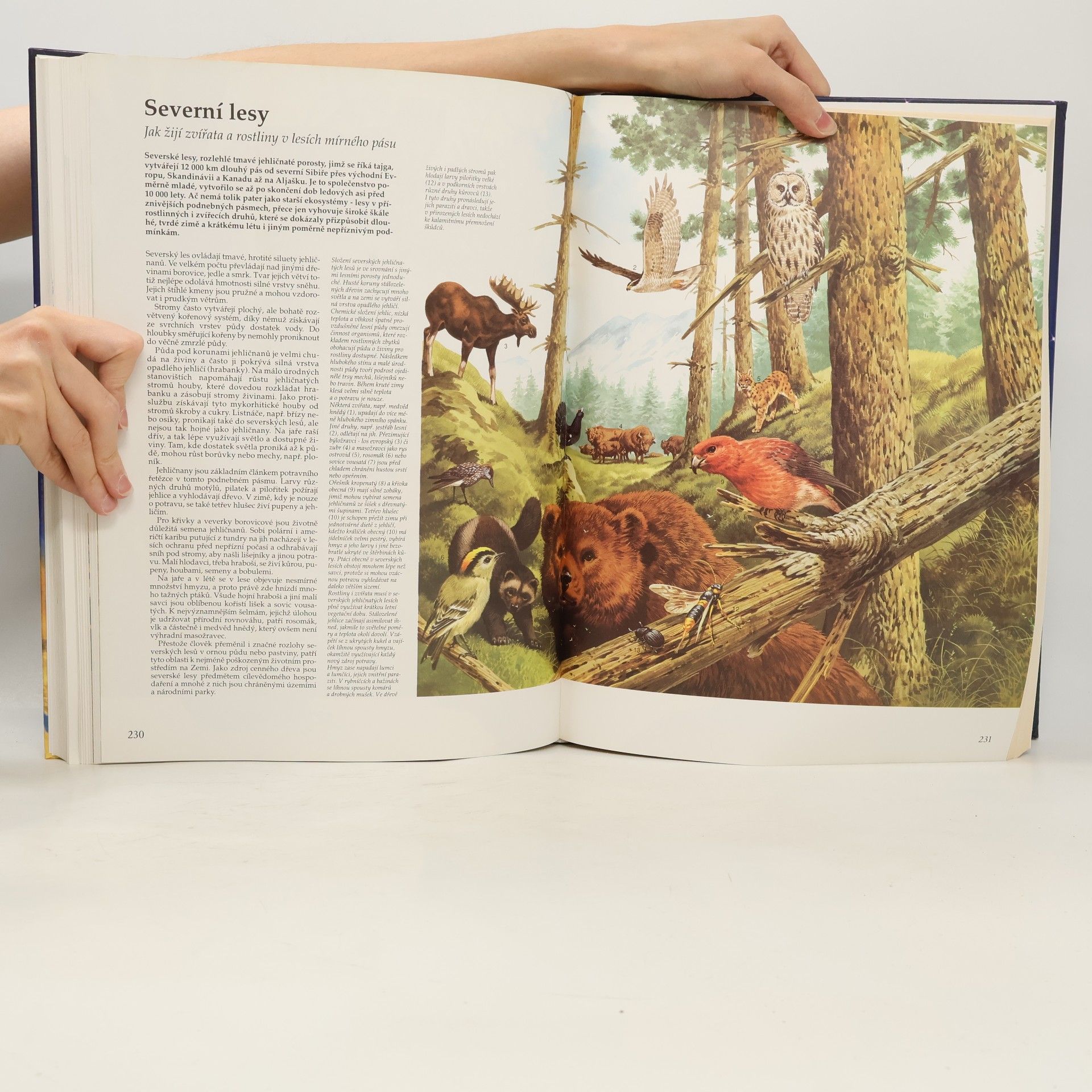 Autorenkollektiv Velký ilustrovaný atlas světa