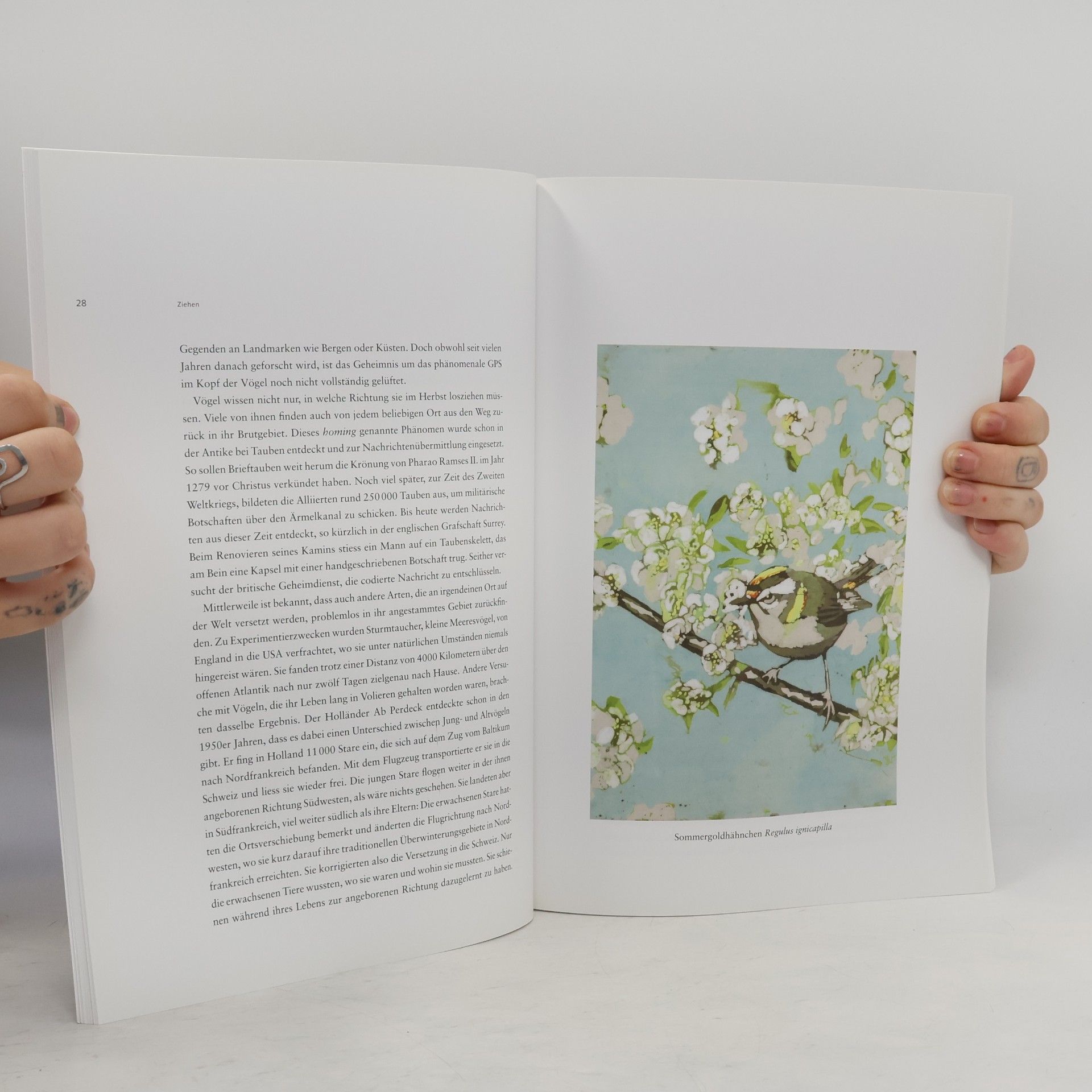 kolektiv Vontobel-Stiftung Schriftenreihe. Die Welt der Vögel