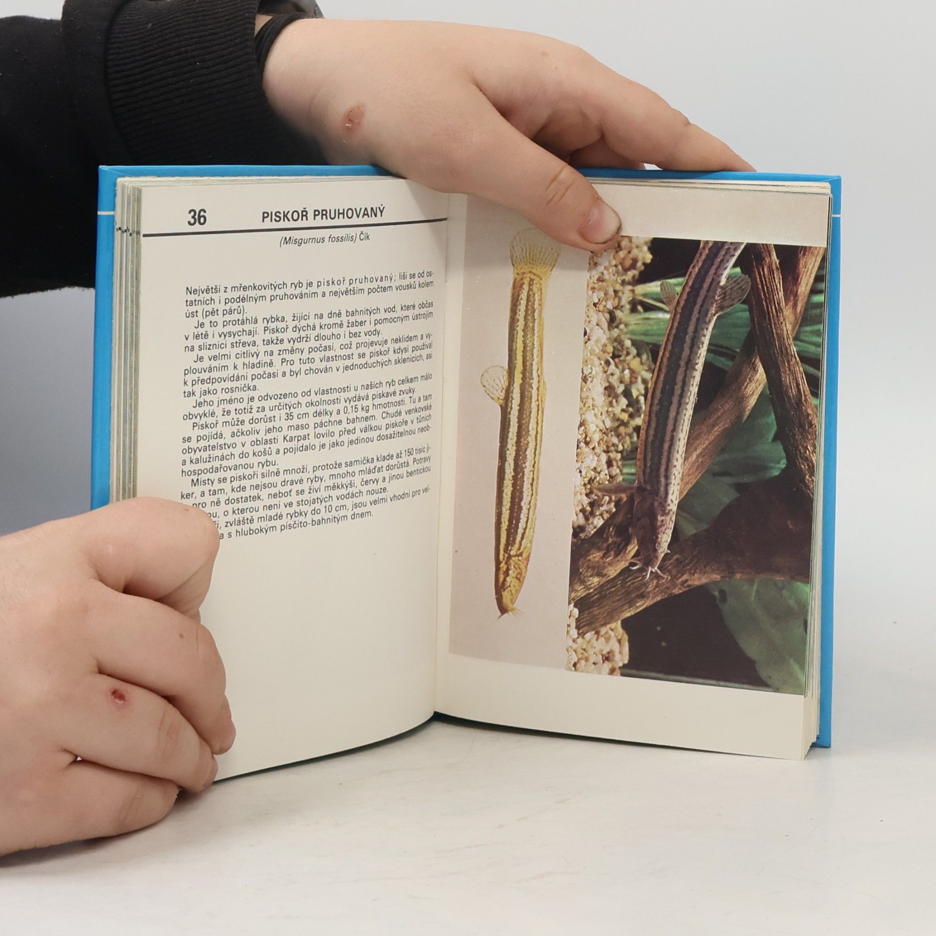 Otakar Štěpánek Kapesní atlas ryb, obojživelníků a plazů