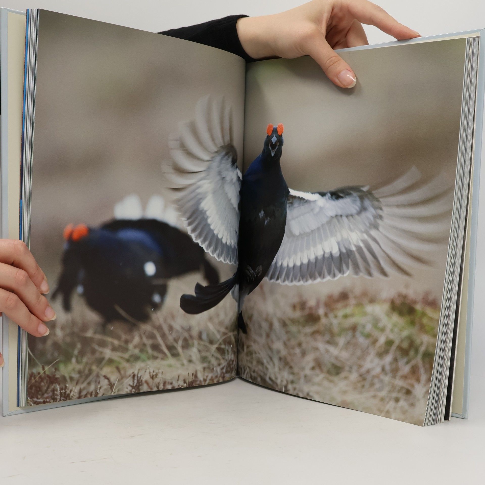 Peter Cairns Wild Wonders of Europe
