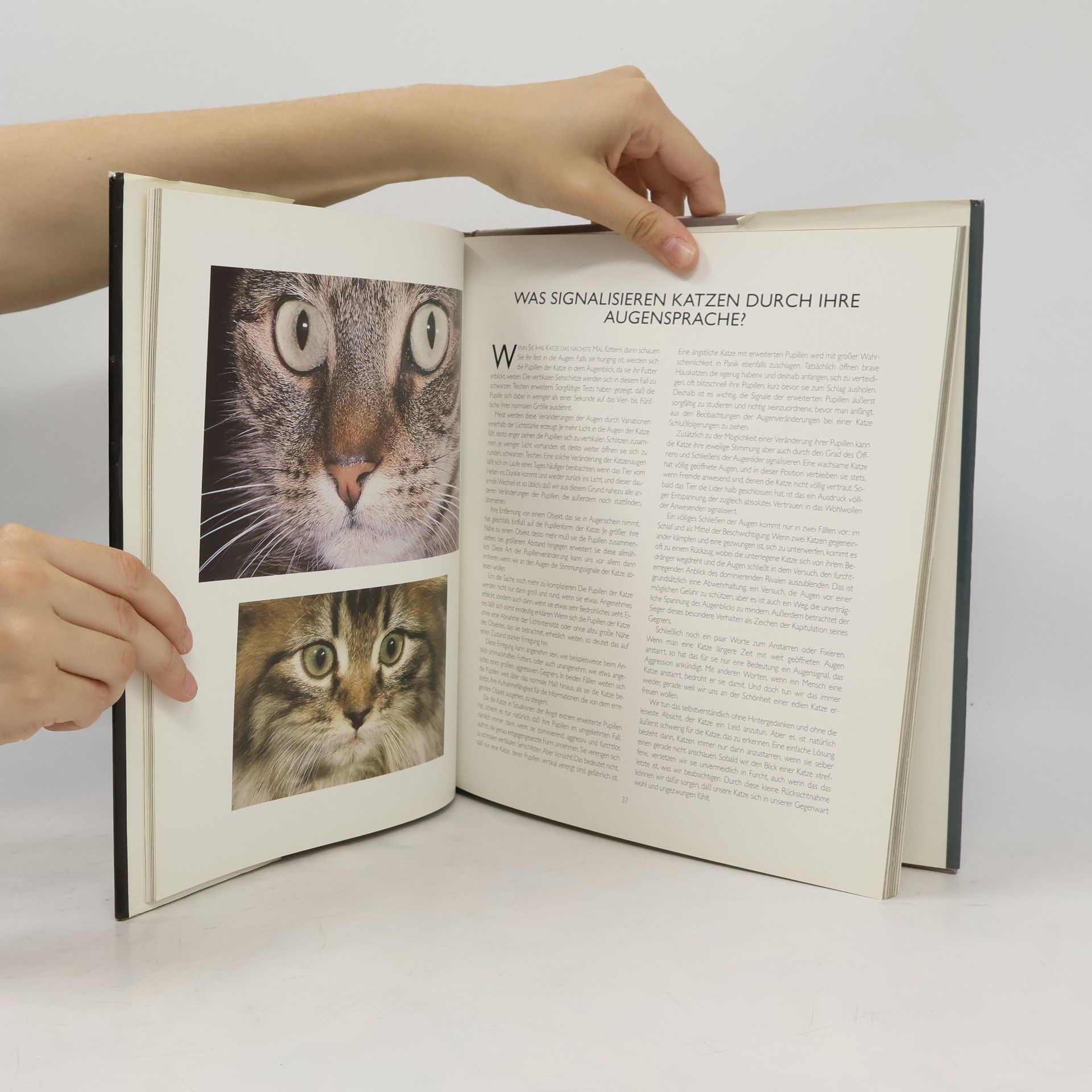 Desmond Morris Catwatching. Die Körpersprache der Katzen