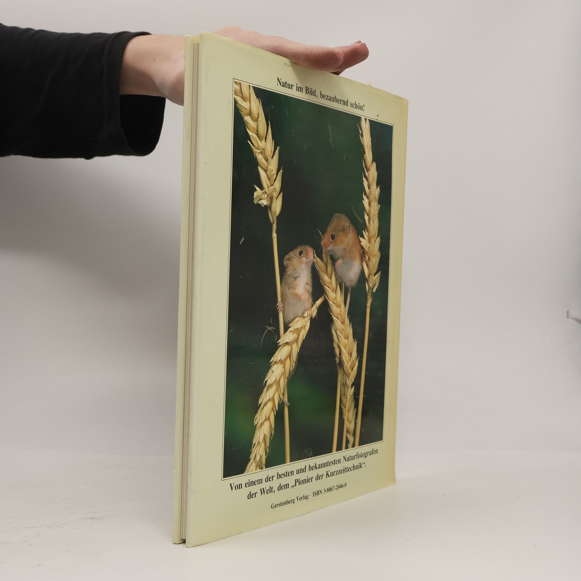 Stephen Dalton Poesie des Augenblicks