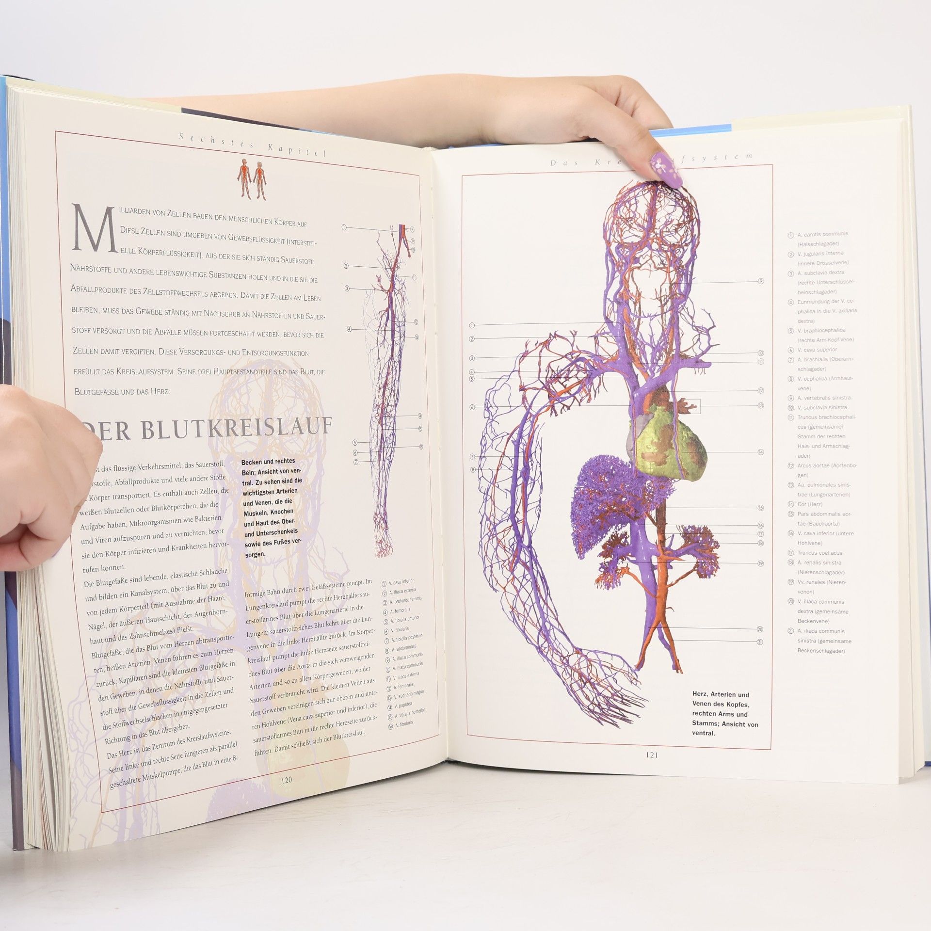 Thomas O. McCracken Der 3D Anatomie Atlas